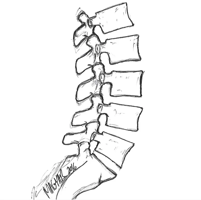 Line drawing of the lumbar spine used to illustrate spine-related back pain evaluation.