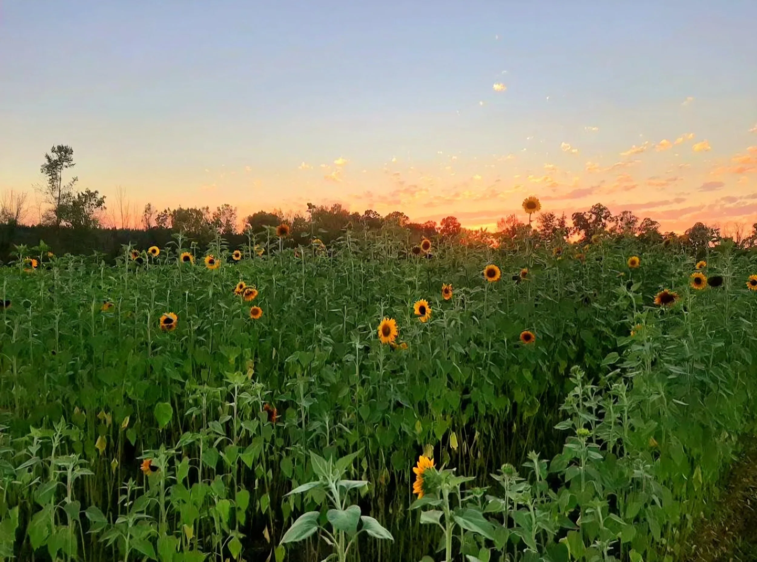 U-Pick Sunflowers 🌻 