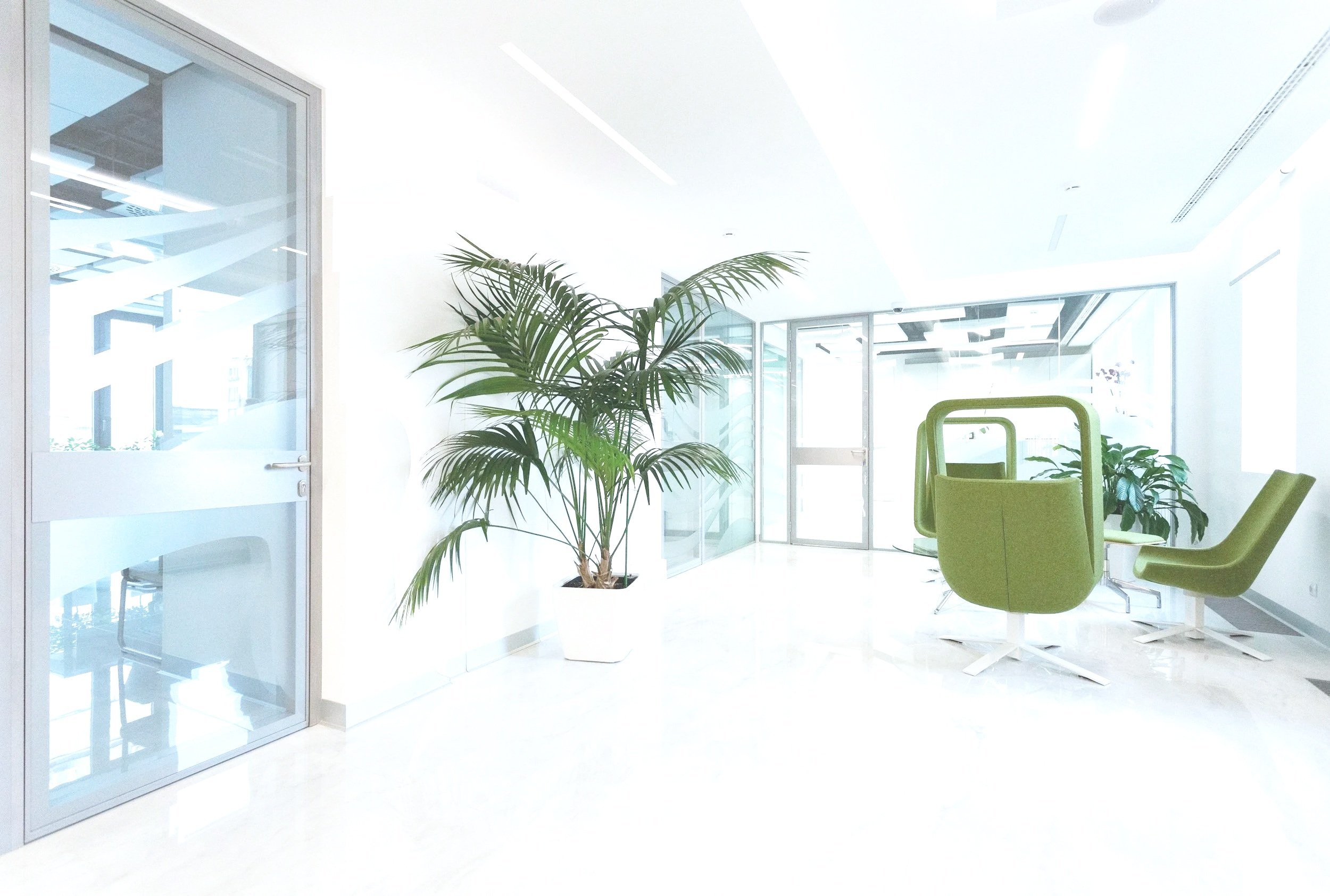 Bright modern office lounge with green chairs, a large potted plant, glass walls, and a glass door in a minimalist design.
