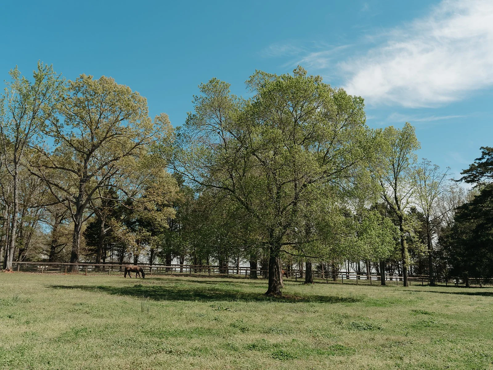 A grassy field with several trees and a horse grazing near a wooden fence, under a blue sky with some clouds the backdrop is perfect for photographers wanting open fields and big trees for portraits and mini sessions