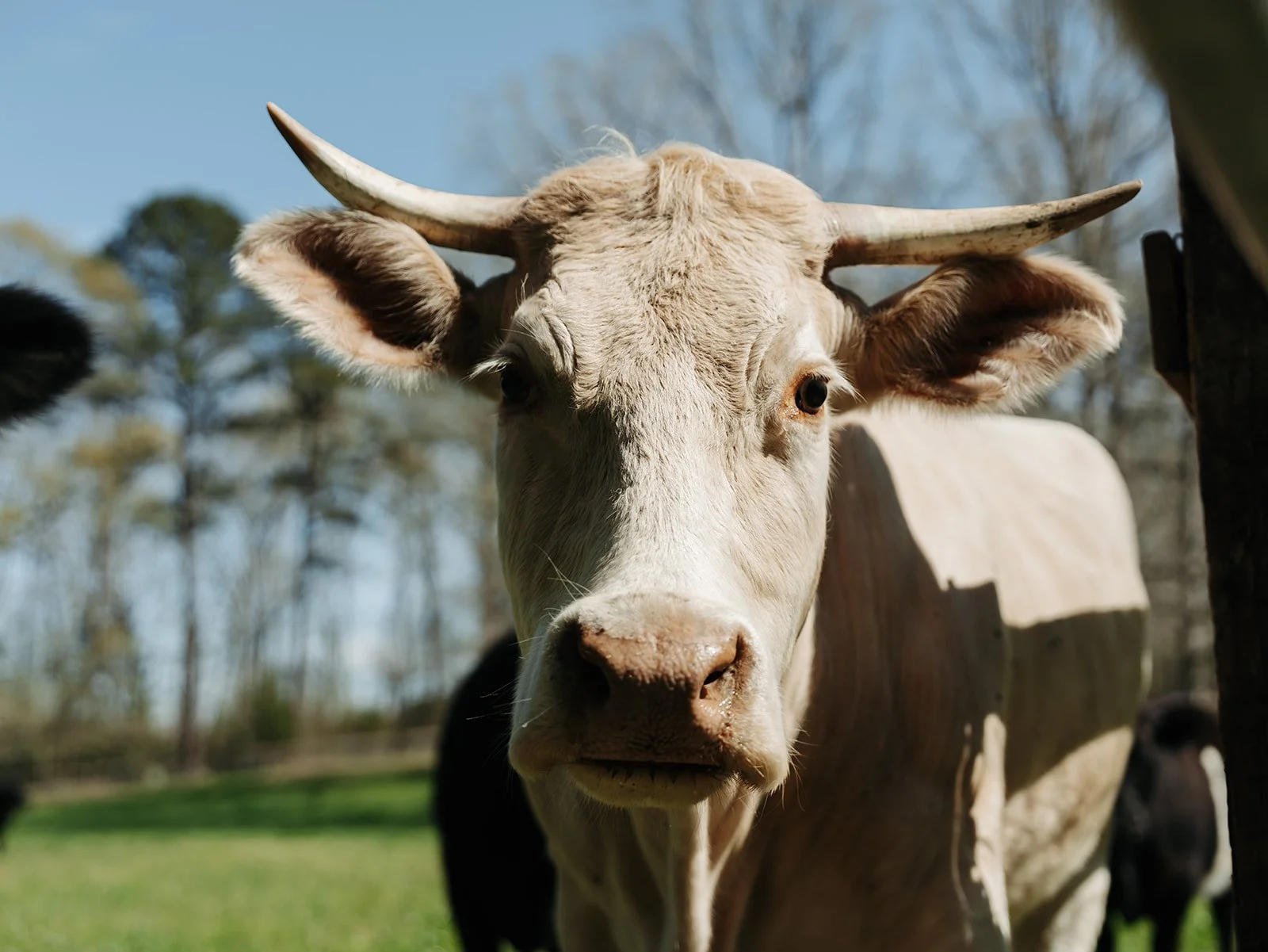 Close-up of a white cow with curved horns and large ears standing outdoors on a sunny day, with trees and a blue sky in the background.