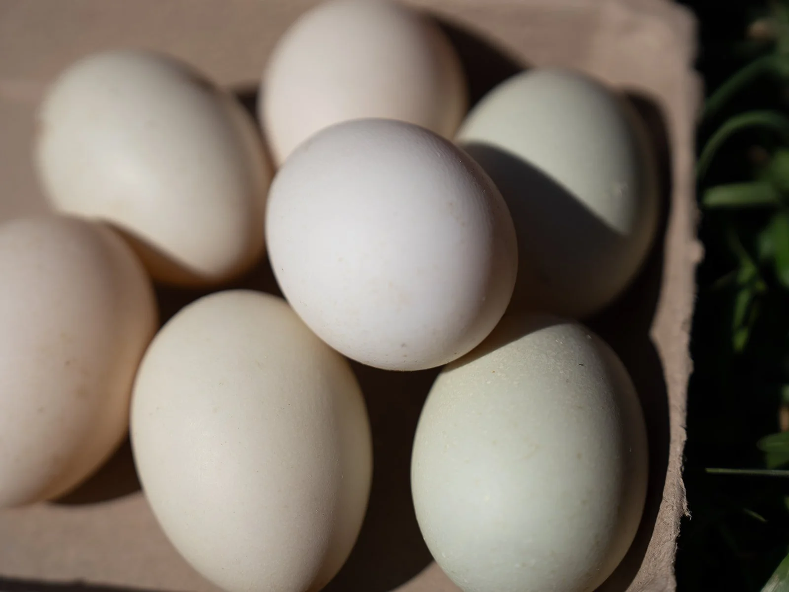Duck Eggs