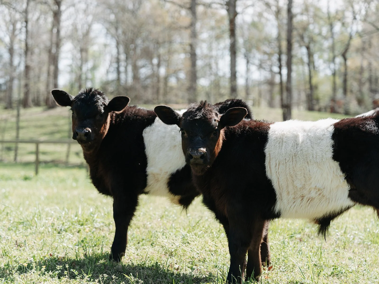 Three black and white calves standing in a grassy field with trees in the background.