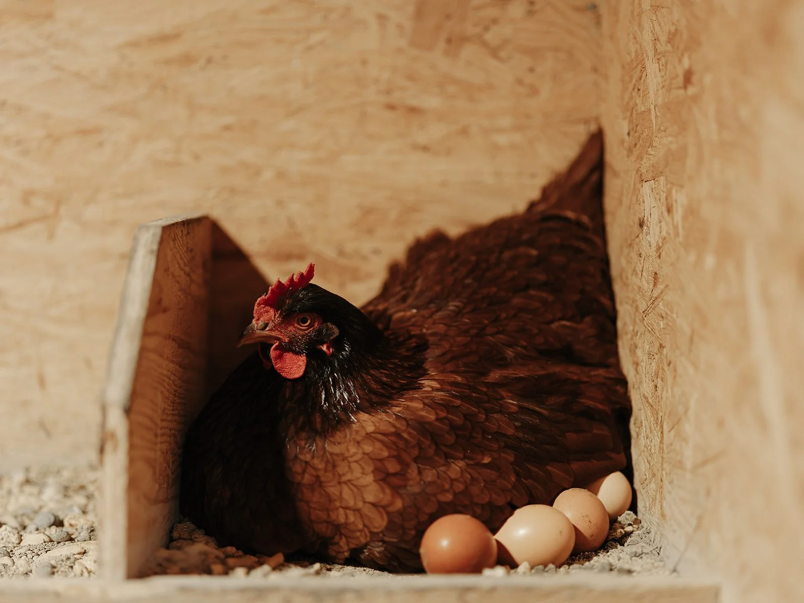 A hen resting inside a wooden nesting box with four eggs beside her providing happy free-range farm fresh eggs
