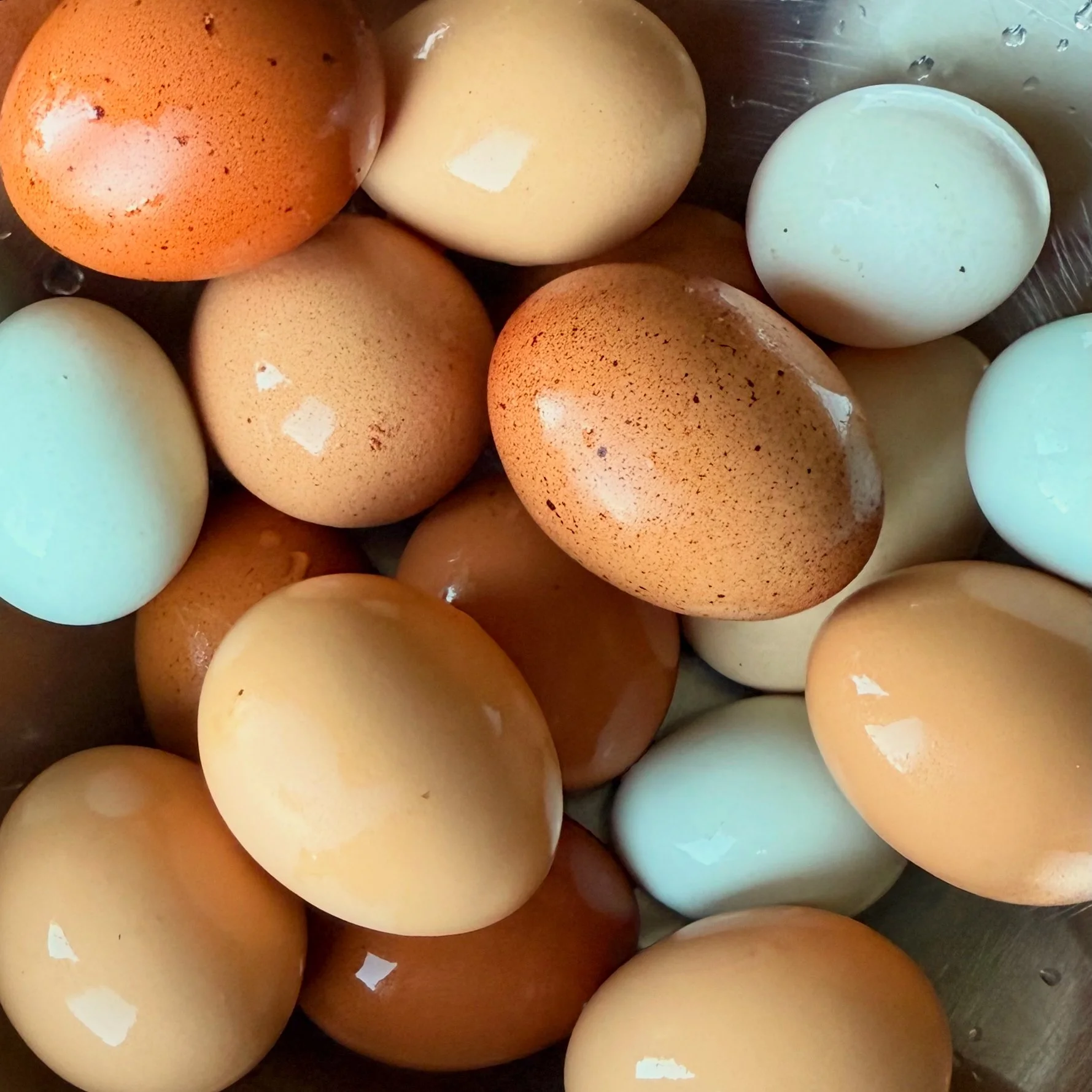 Chicken Eggs