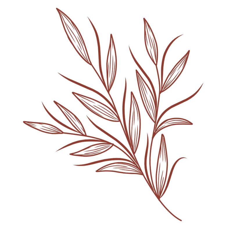 Minimal botanical illustration representing natural, wholefood-based nutrition care