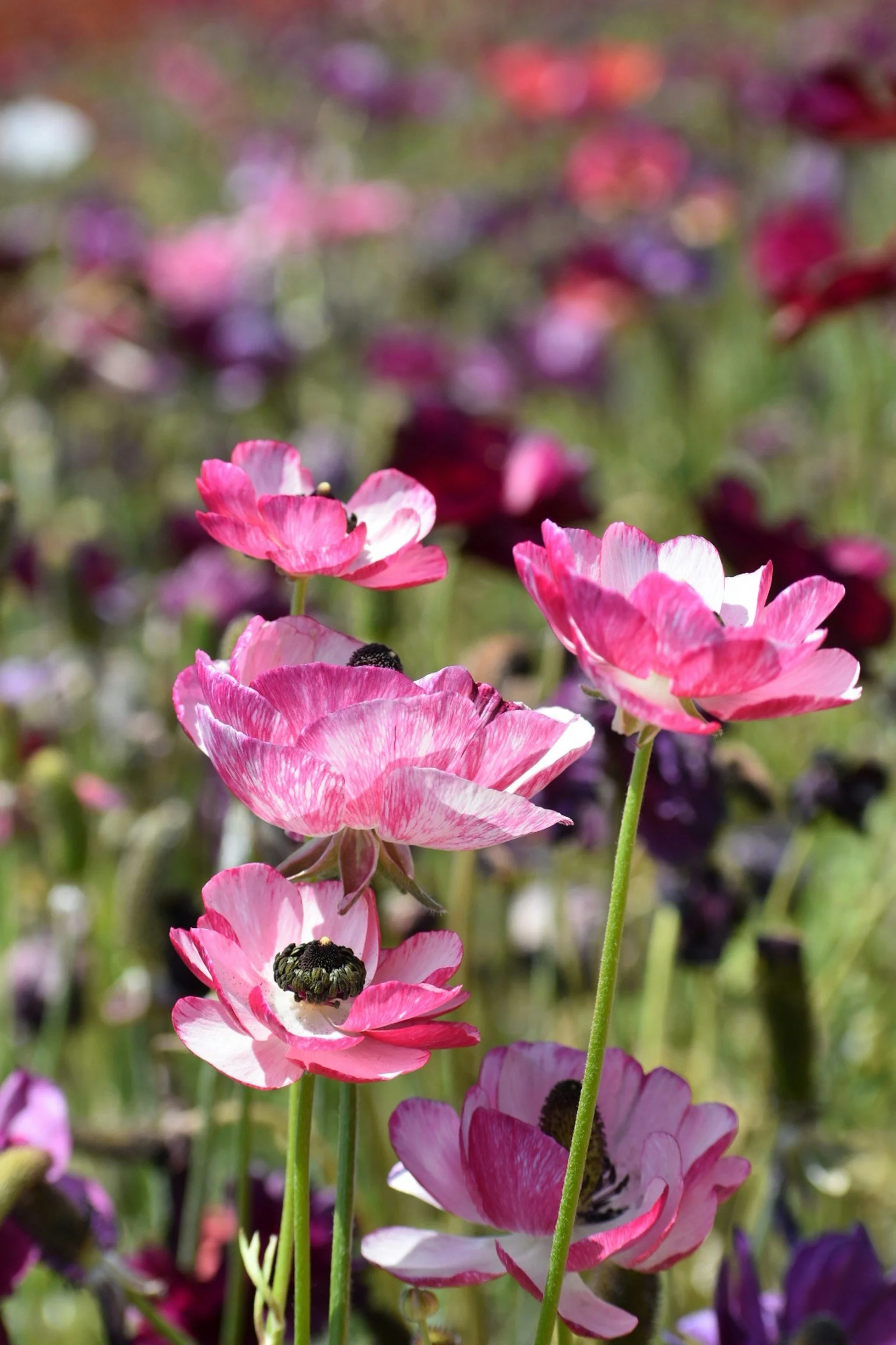 Close-up of pink and white anemone flowers with black centers, growing in a garden to represent hope.