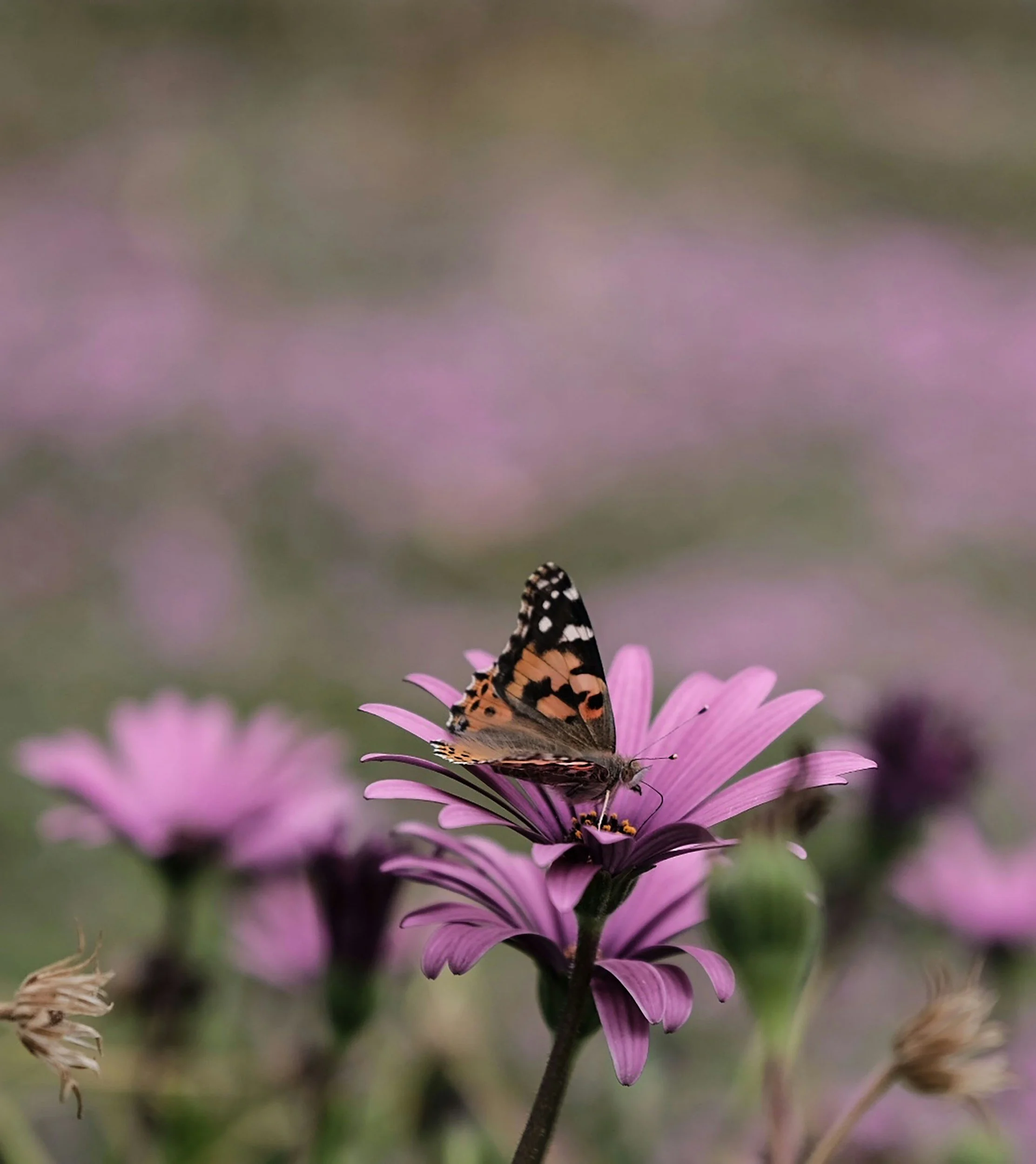 A butterfly perched on a pink flower with a blurred background of more pink flowers.
