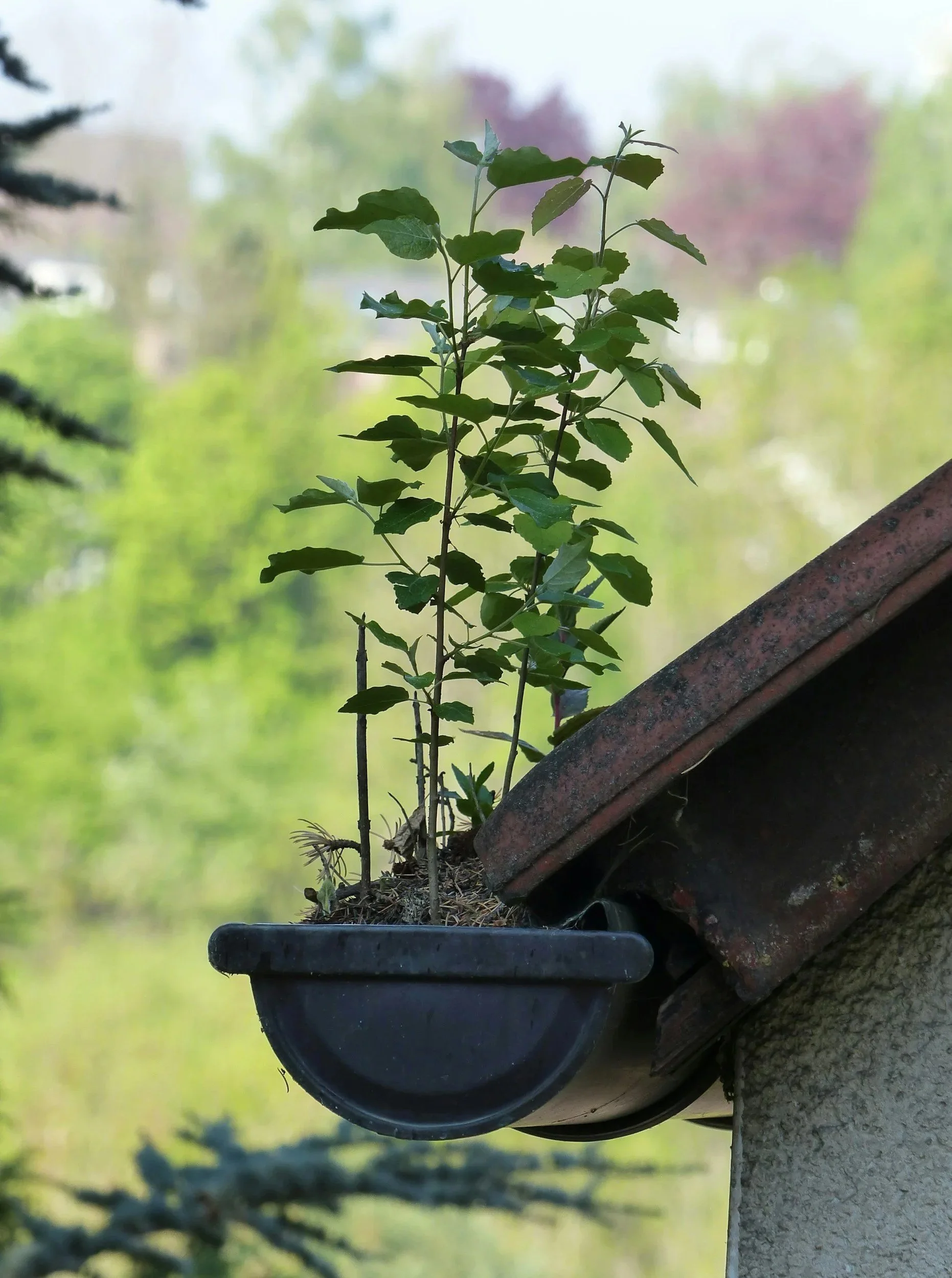 plant growing from a black gutter attached under a tiled roof, with a blurred green background. showing dirty gutters