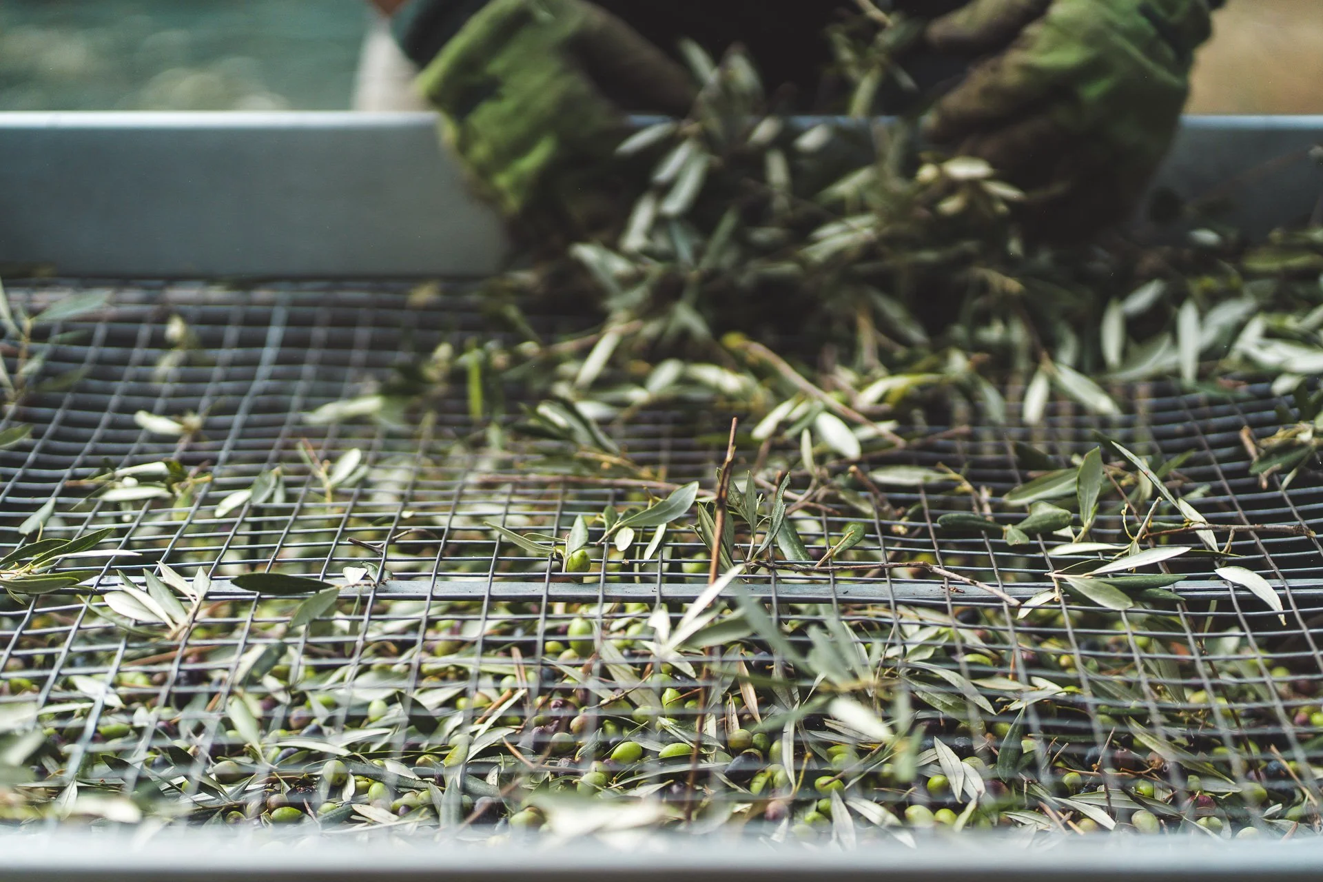 The Koroneiki Olive: Crete's Golden Treasure and the Heart of Greek Olive Oil