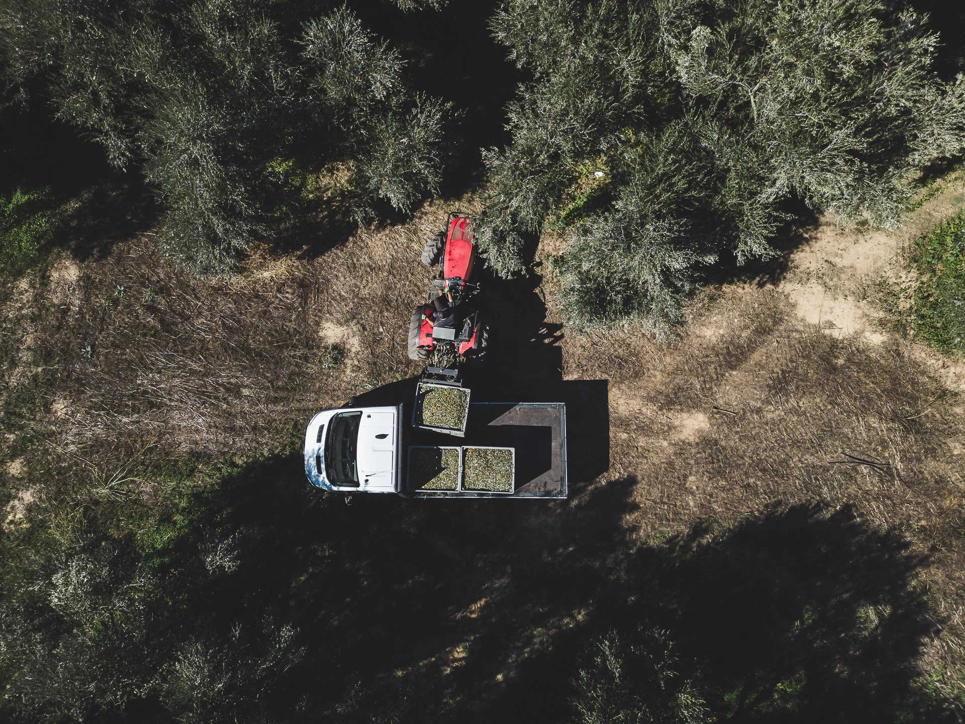 Aerial view of a white truck harvesting grapes in an vineyard with a red mechanical harvester among green trees.