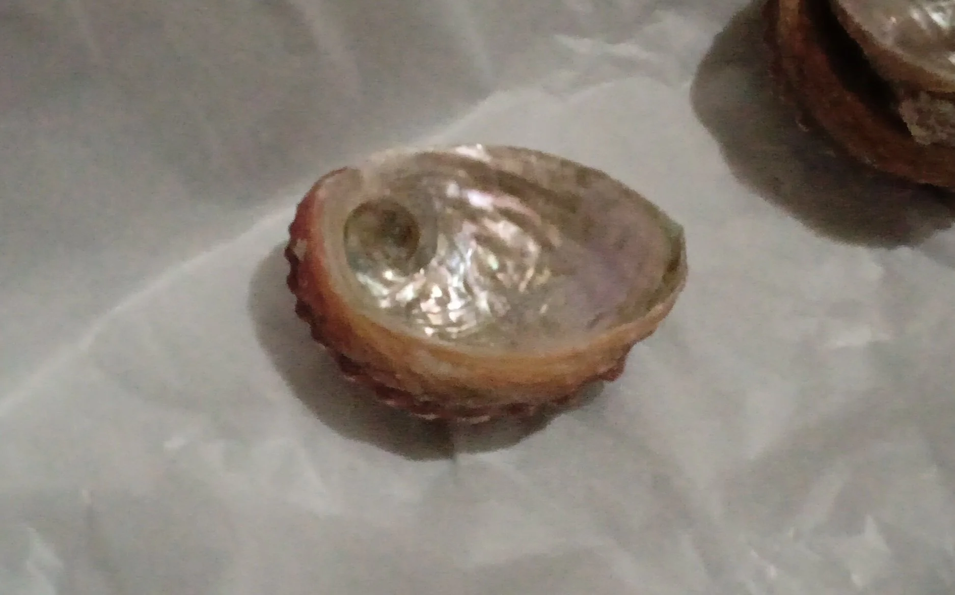 3" Abalone Shell • Approximate Measurement: 3.25”
