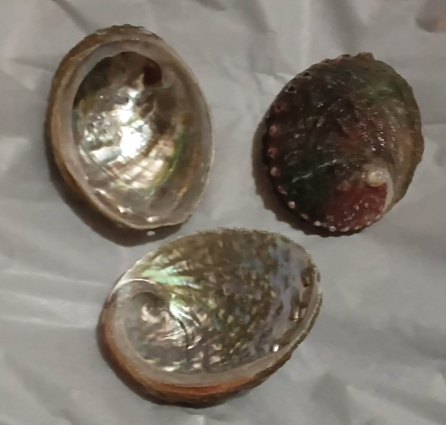 4" Abalone Shell • Approximate Measurement: 4”