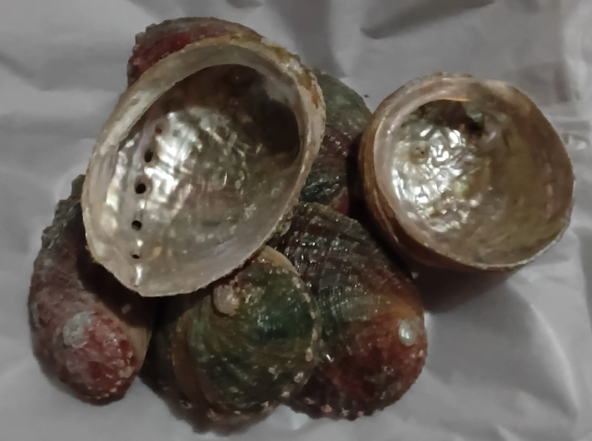 3-4" Abalone Shell • Approximate Measurement: 3.5”
