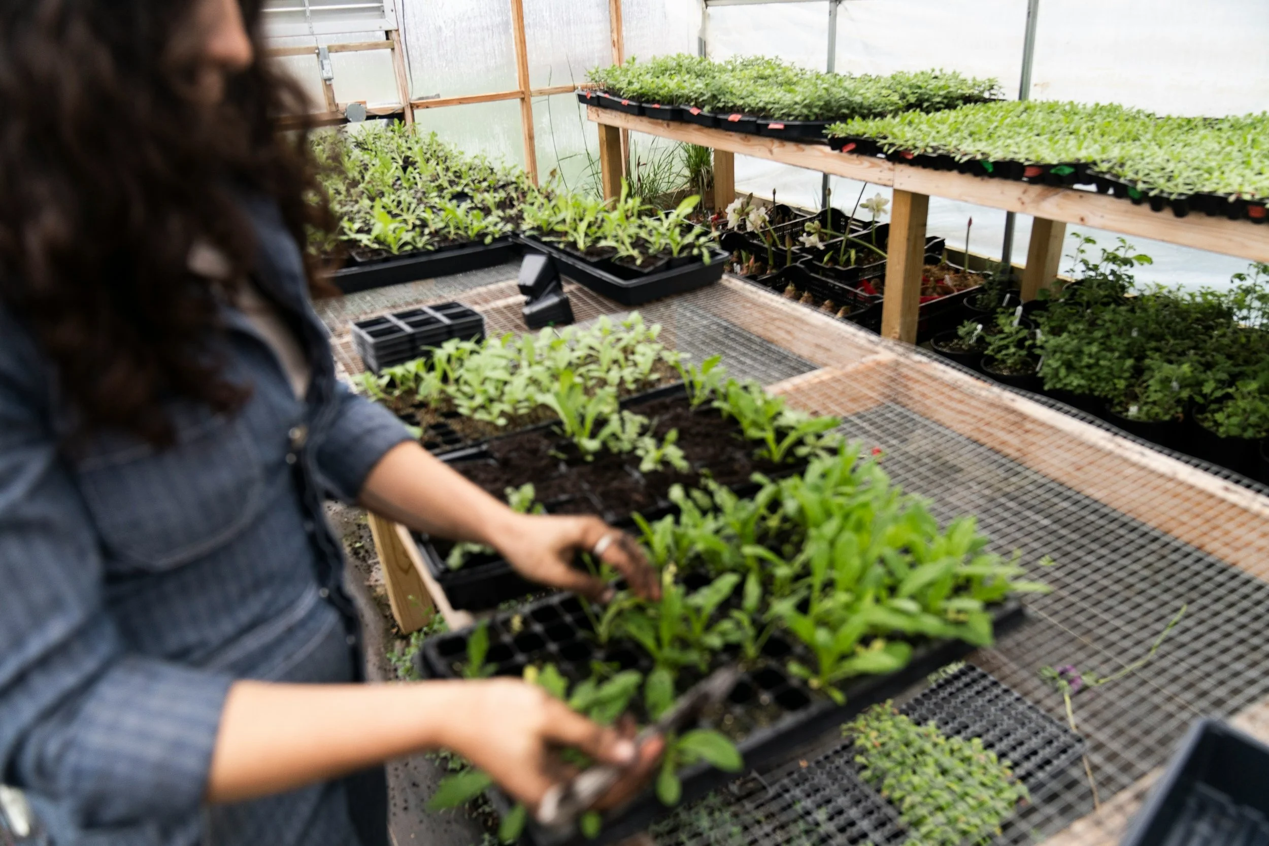 Person handling trays of young seedlings in a greenhouse with shelves of plants.