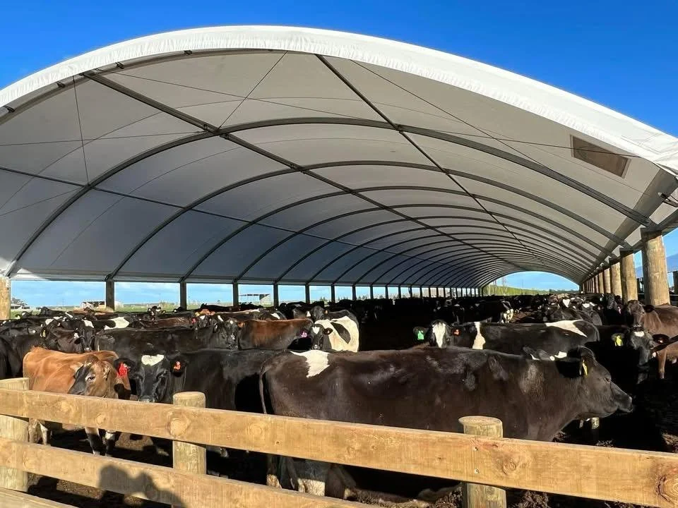 A large herd of cows under a white, curved shelter on a farm.