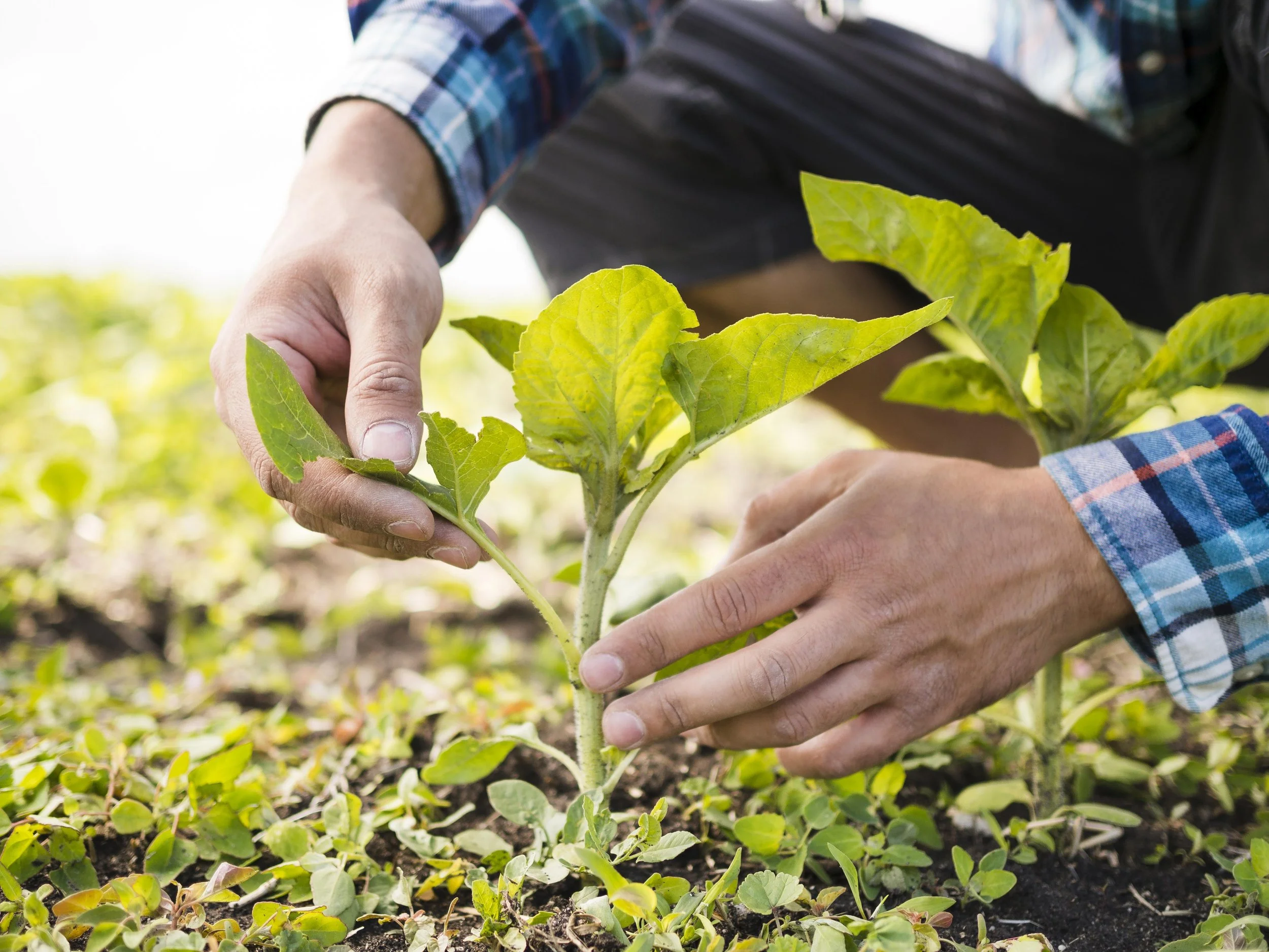 Close-up of a person planting or tending to a small green plant in a garden or farm, with the person's hands carefully holding the plant and soil.