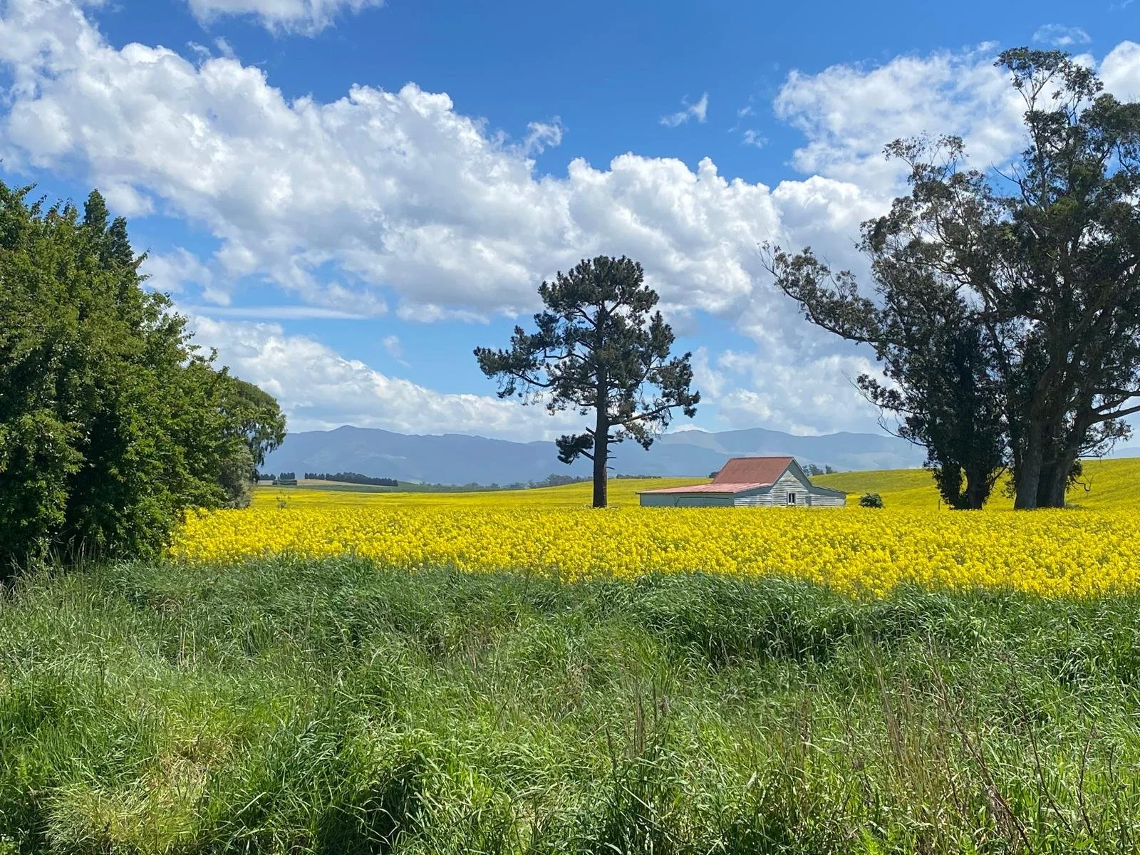 A scenic landscape with a blue sky filled with fluffy white clouds, a large green bush on the left, a yellow flower field in the middle, a solitary pine tree, two large trees on the right, a small white farmhouse with a red roof, and distant mountain