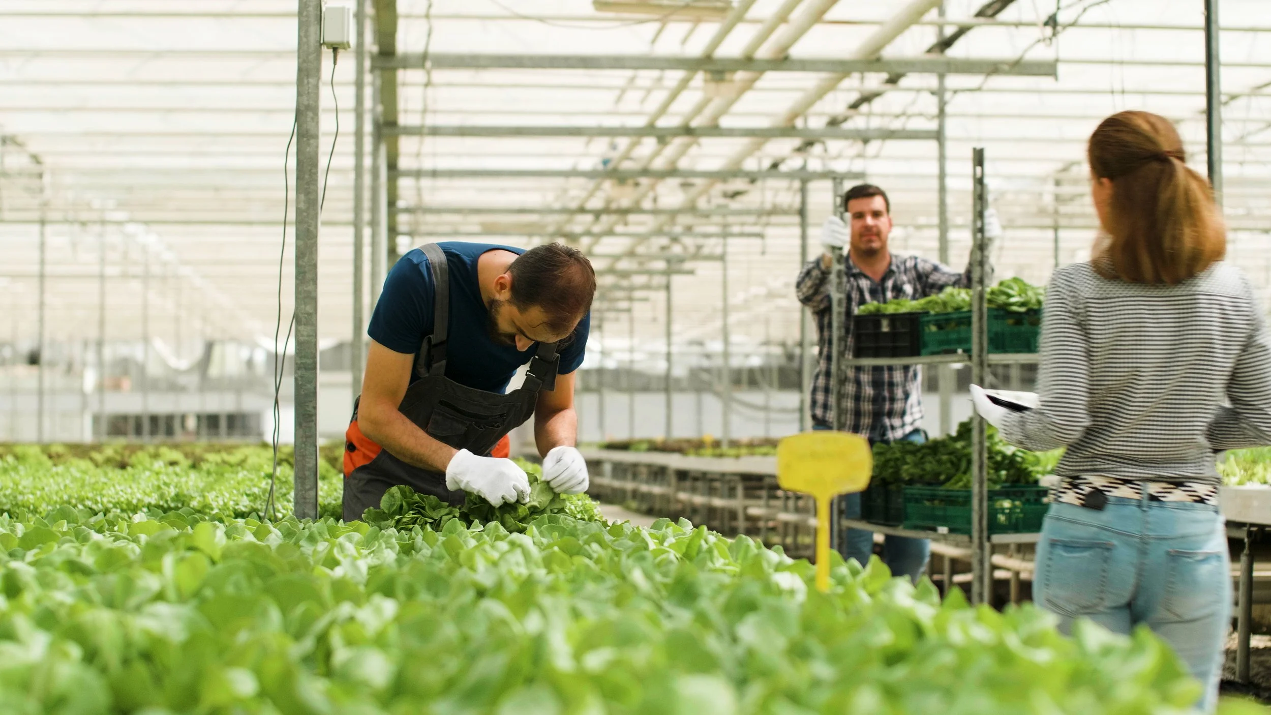People working with lettuce plants in a greenhouse