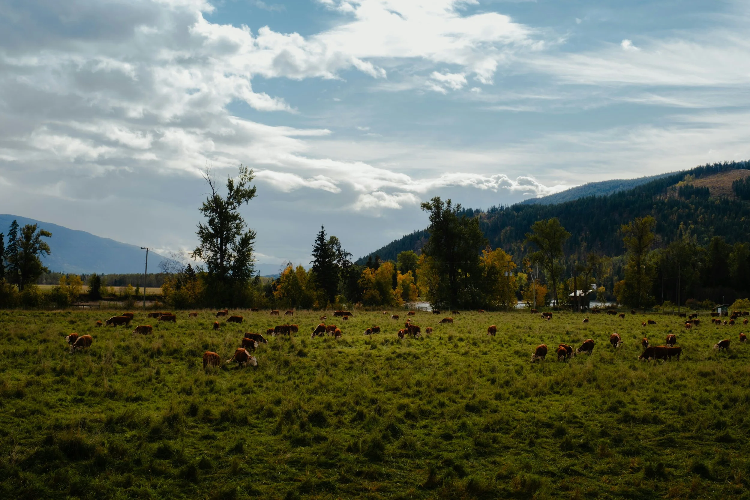A scenic landscape with grazing cows in a grassy field, trees, a lake, and mountains under a partly cloudy sky.