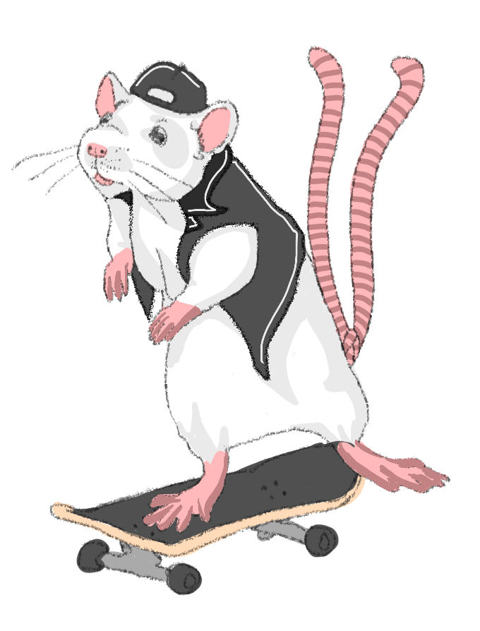 a white rat facing forward wearing a black backwards hat and a black vest while riding a skateboard with his two tails behind him up in the air.