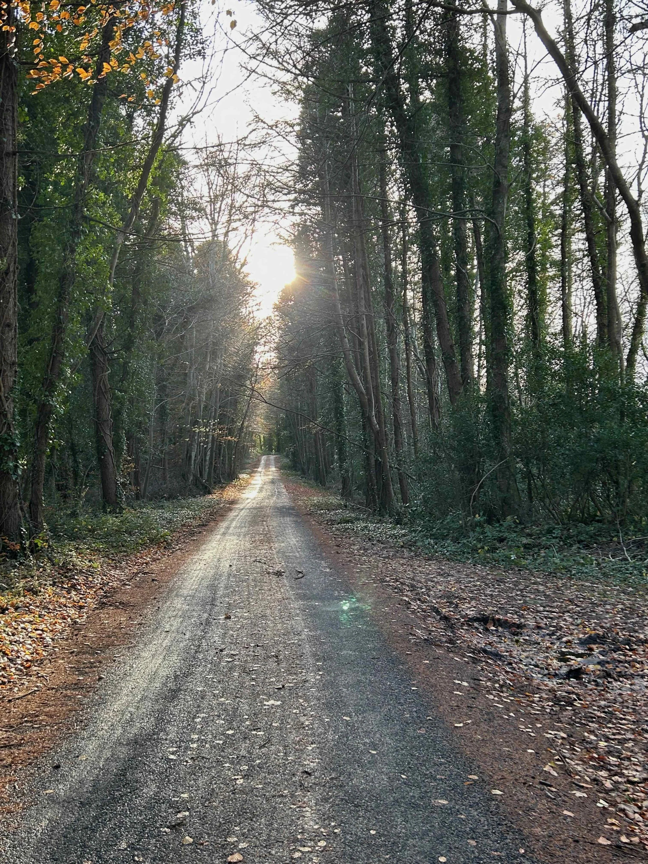 A dirt road running through a bicycle in a forest, with trees on both sides and the sun shining through the trees.