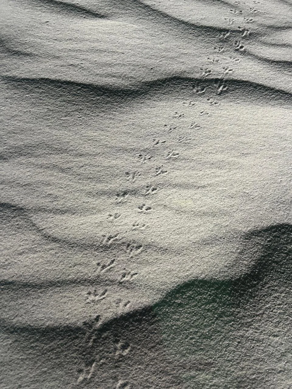 Footprints in the sand on a beach.