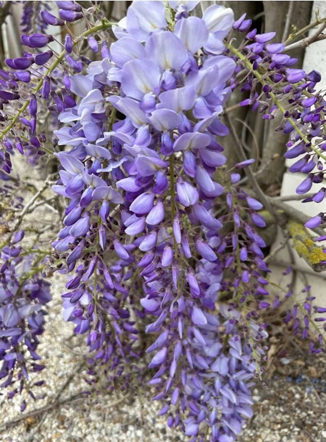 Close-up of purple wisteria flowers blooming on vine.