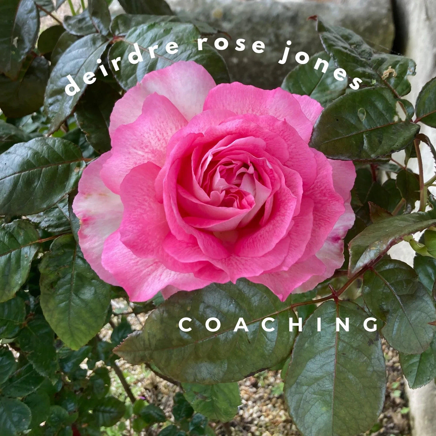 deirdre rose jones coaching