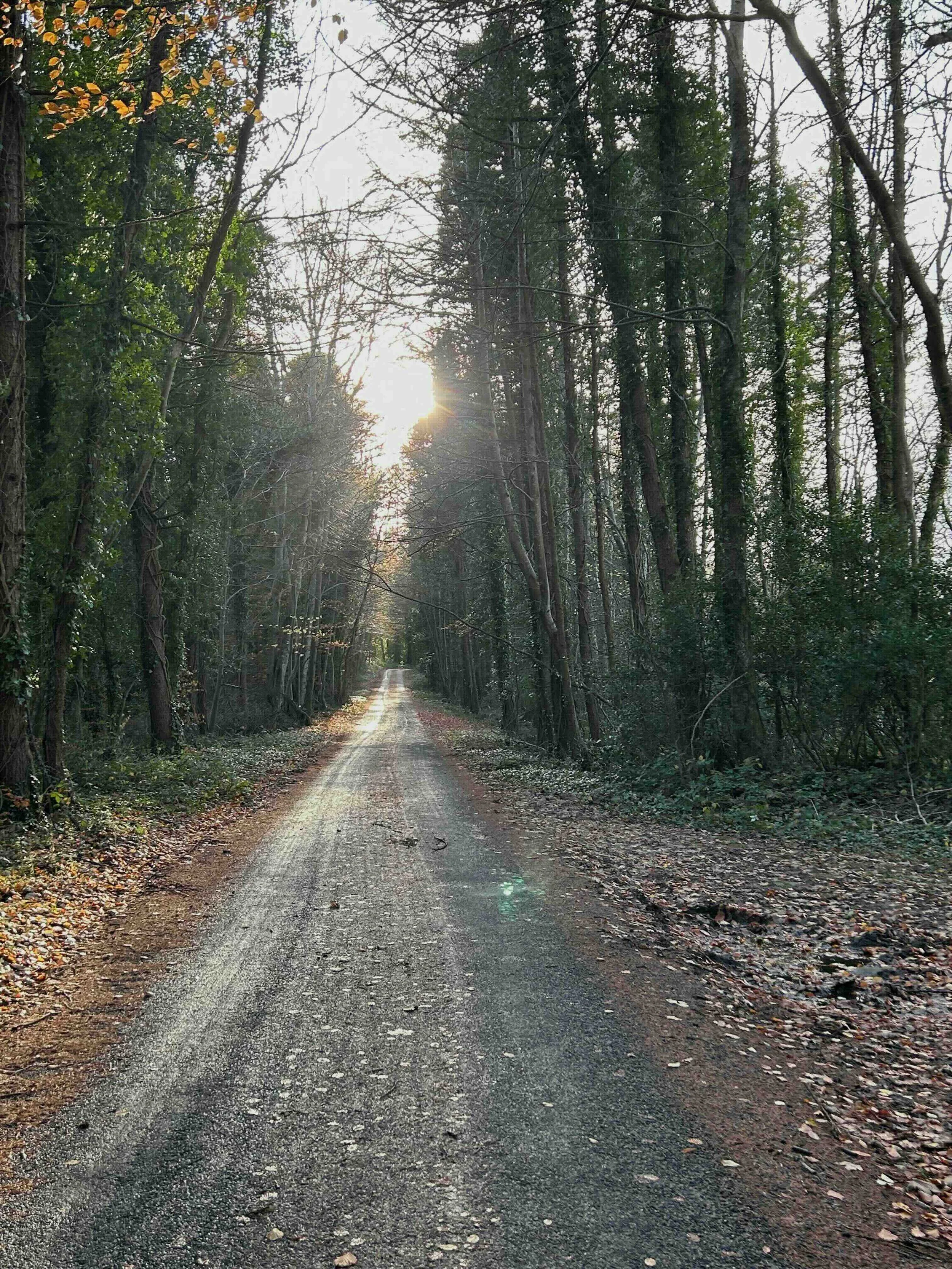 A dirt road through a dense forest with trees on both sides, sunlight shining through the branches.