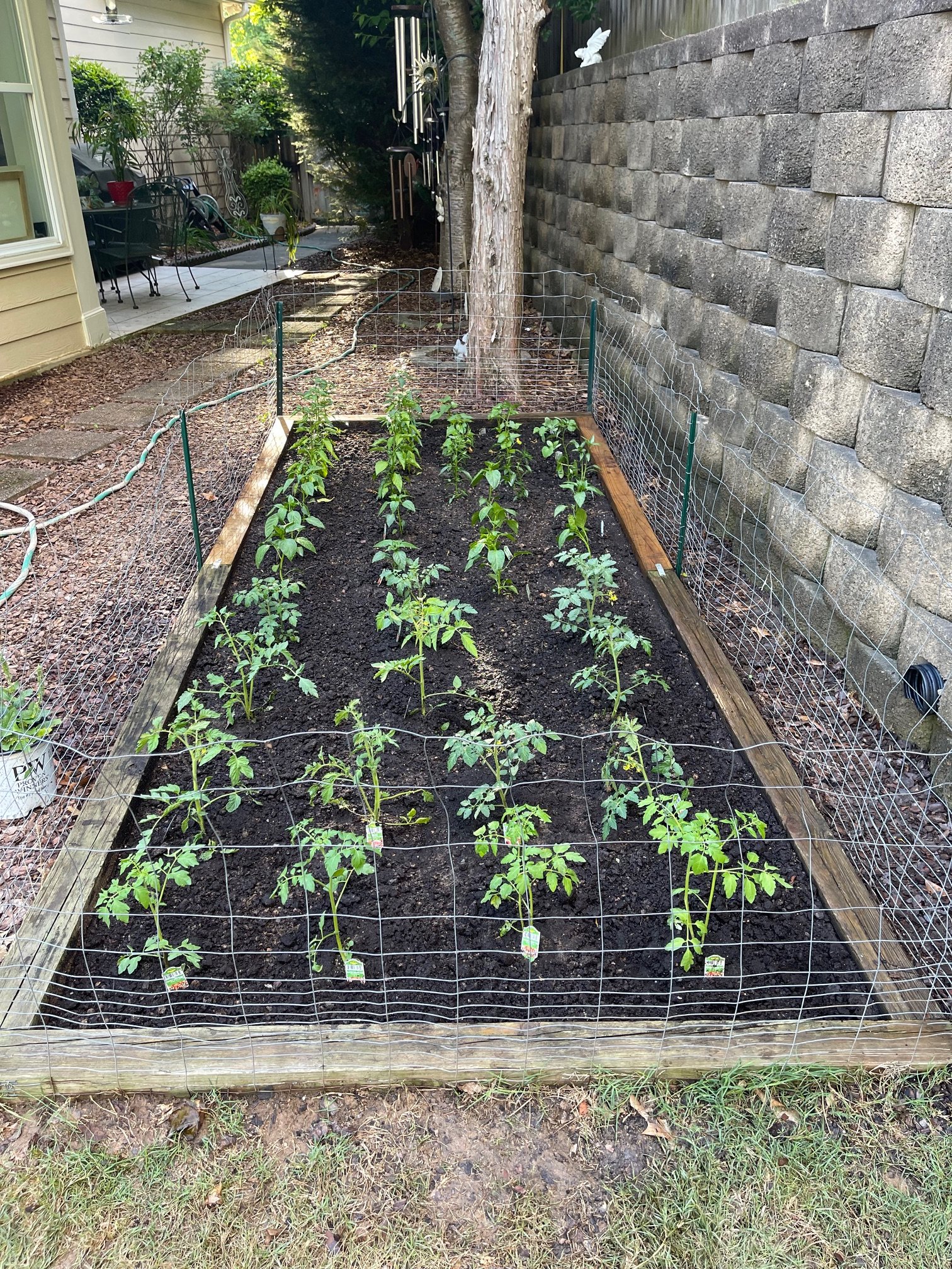 A vegetable garden with young pepper plants behind a wire fence, with a tree and a stone wall in the background.