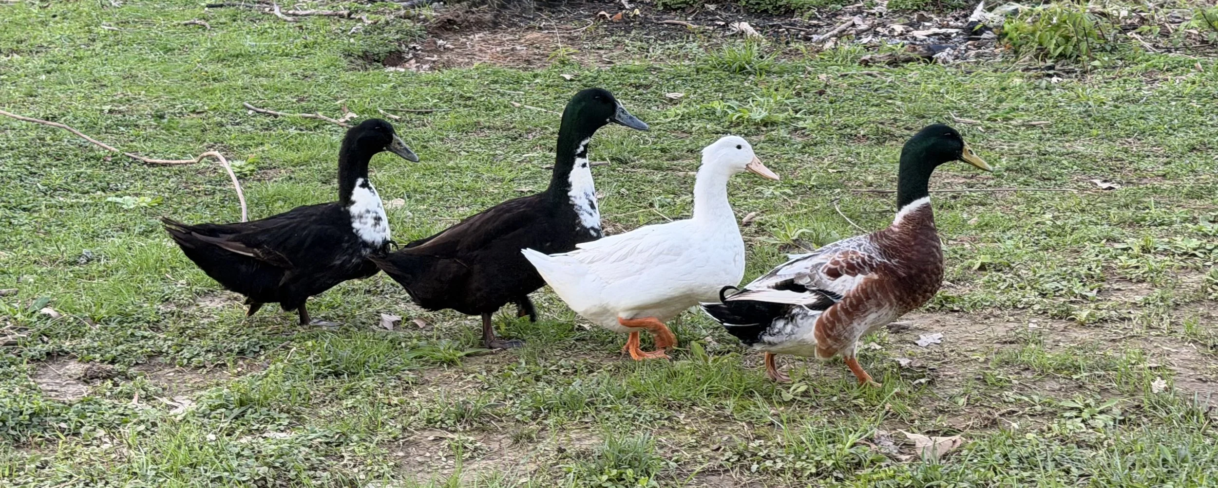 The Ducks Who Needed One More Minute 