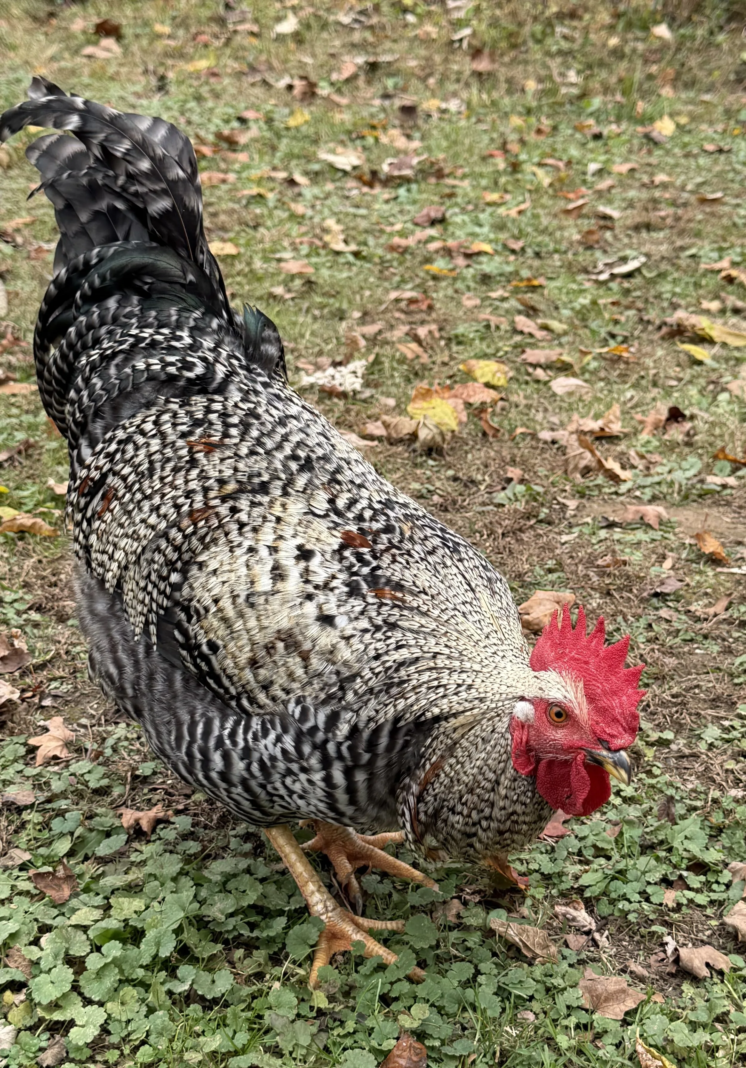 Story Time at Mayapple Farm – The Rooster Who Collected the Ducks  