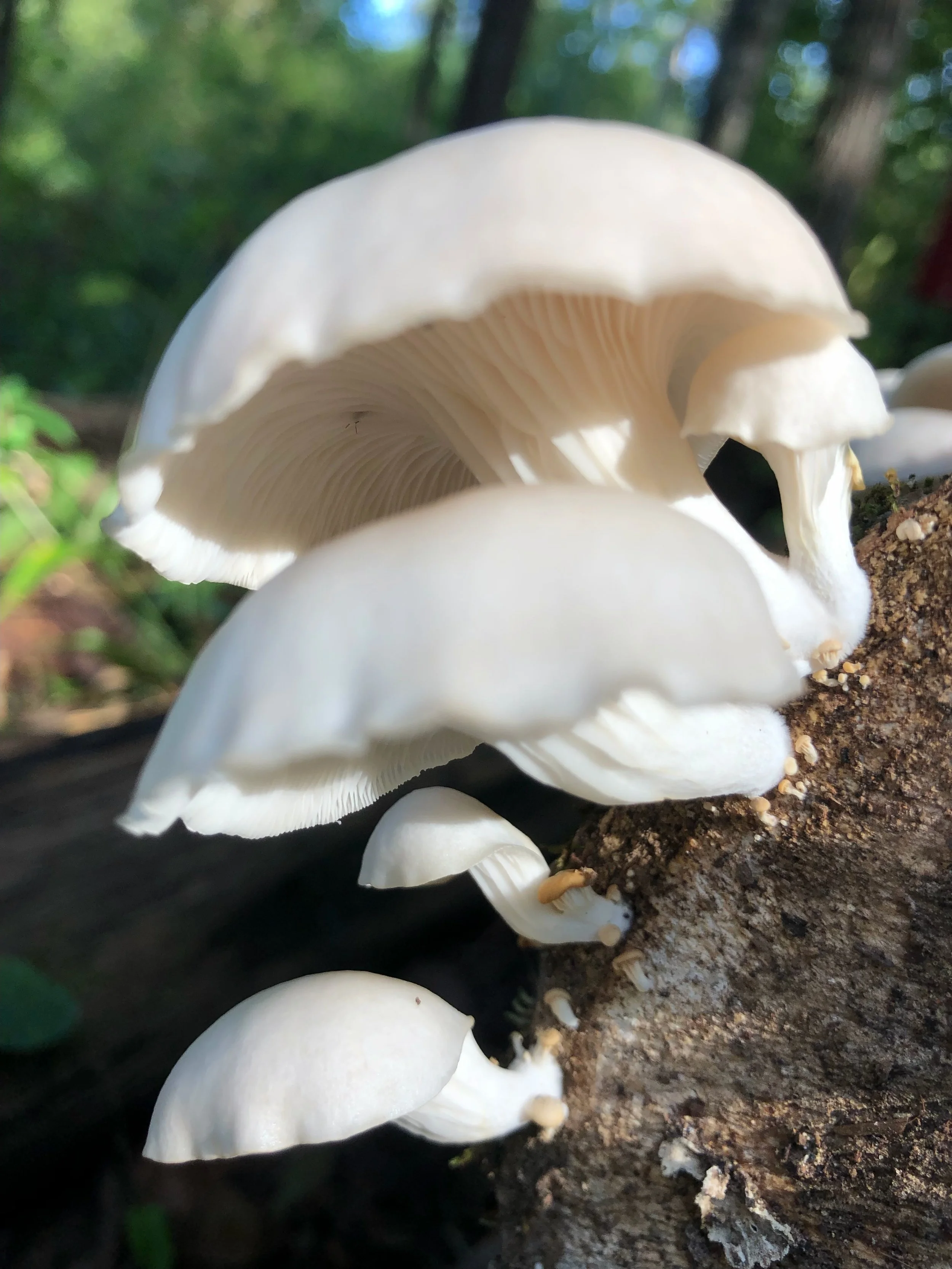 What Was Growing There All Along