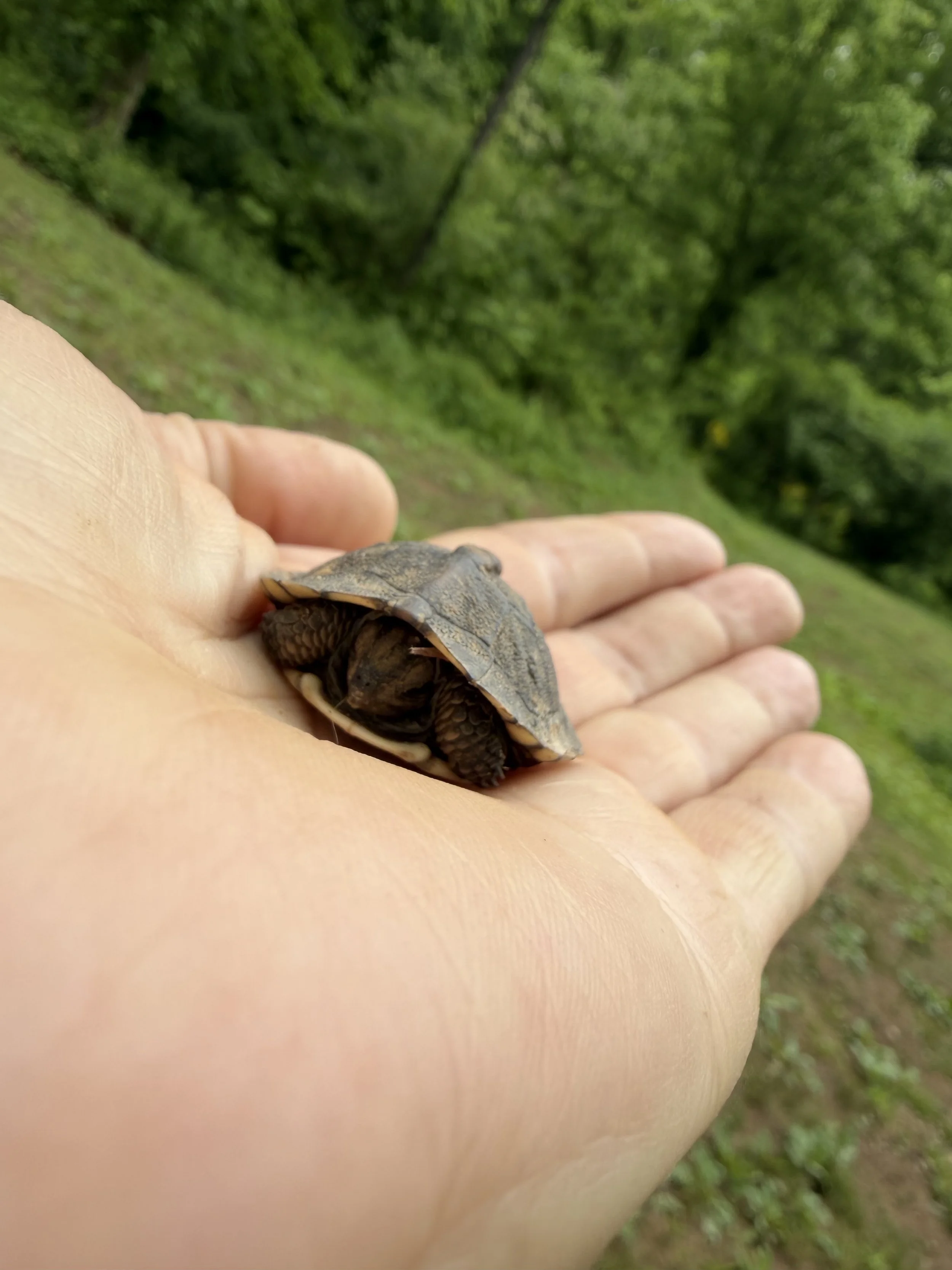 A Tiny Turtle
