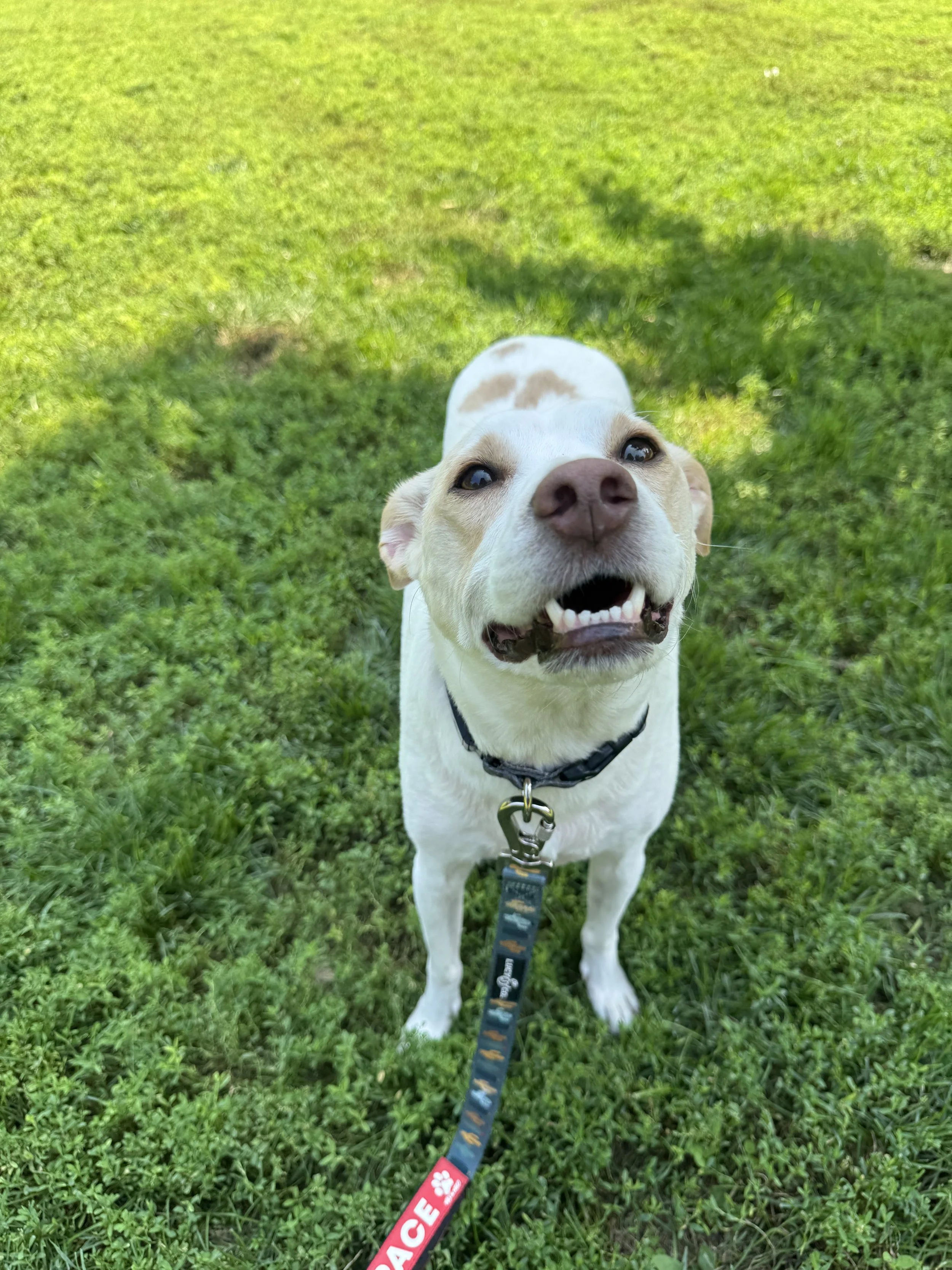 Happy dog with light brown and white fur, wearing a collar and leash, standing on green grass in a park.