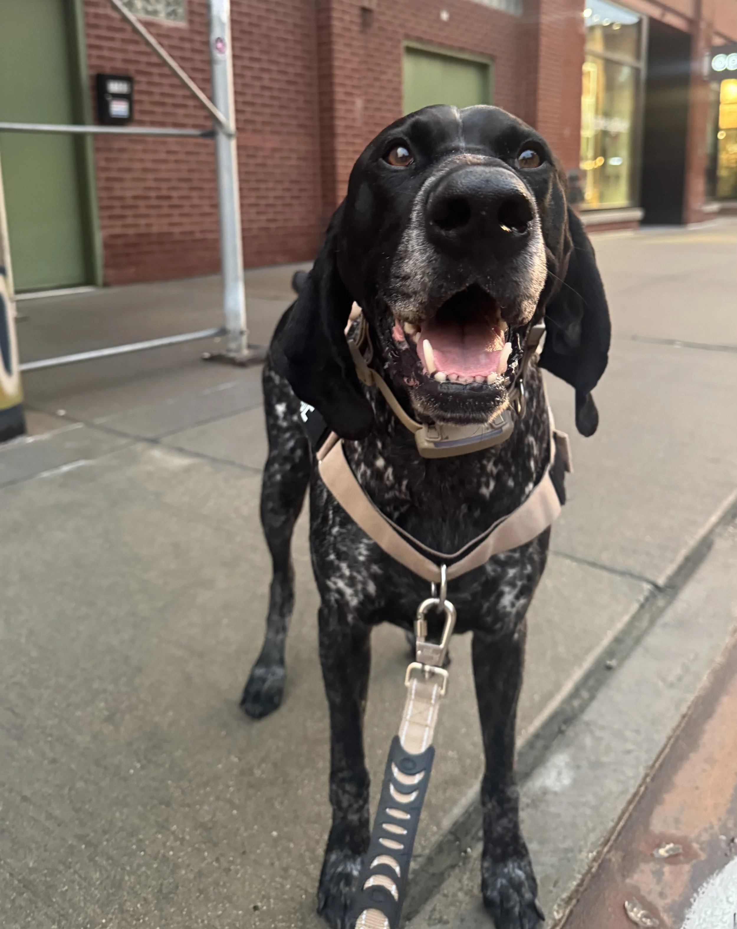 German shorthaired pointer on a walk in Fulton Market District neighborhood of Chicago