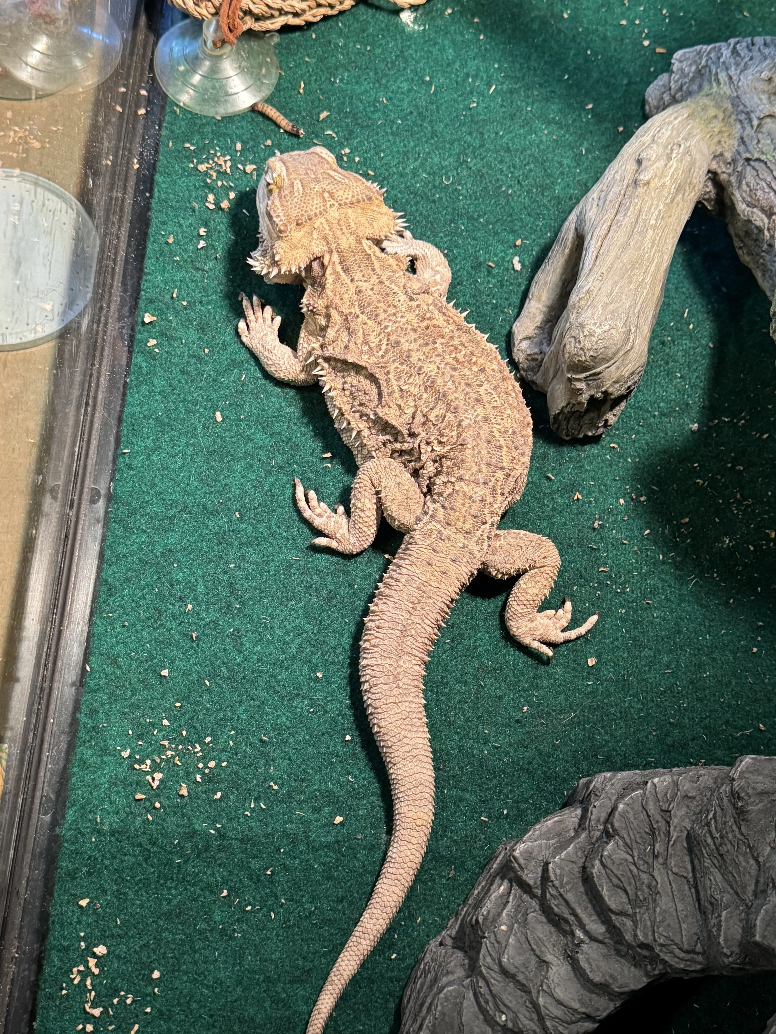 A bearded dragon lounges in its enclosure