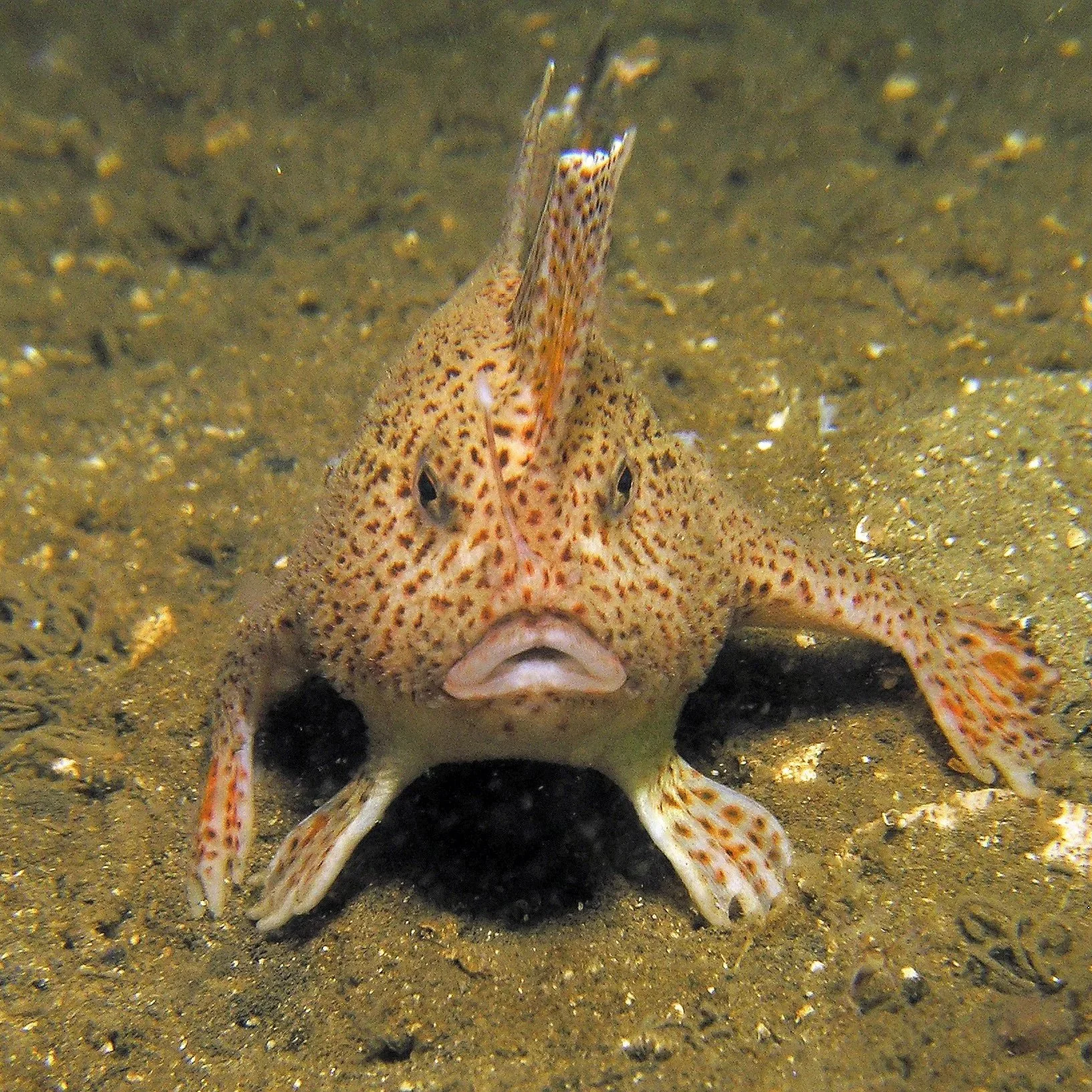 757+Handfish_edit.jpg