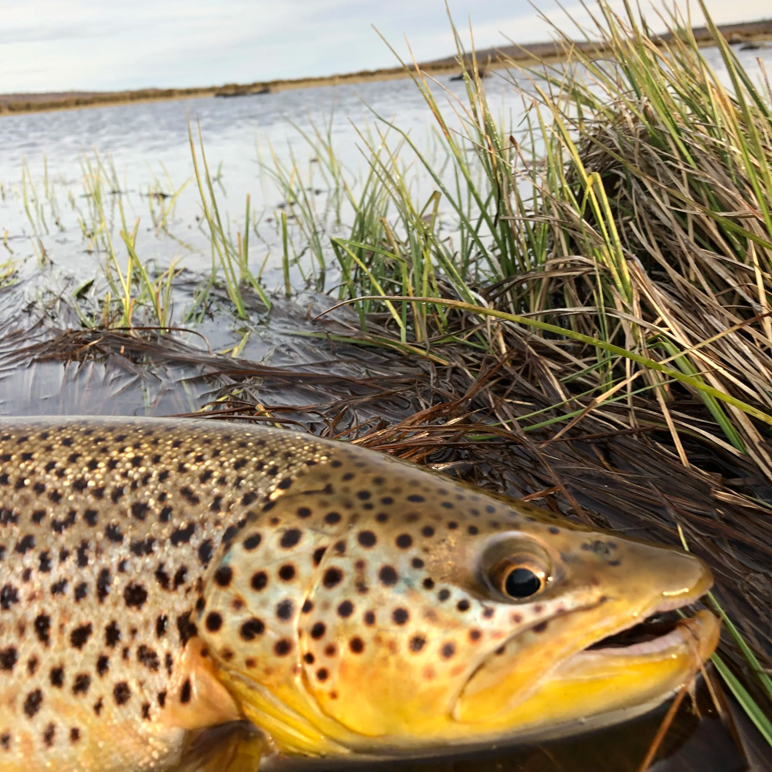 Double%2BLagoon%2Bbrown%2Btrout%2B%25286%2529.png