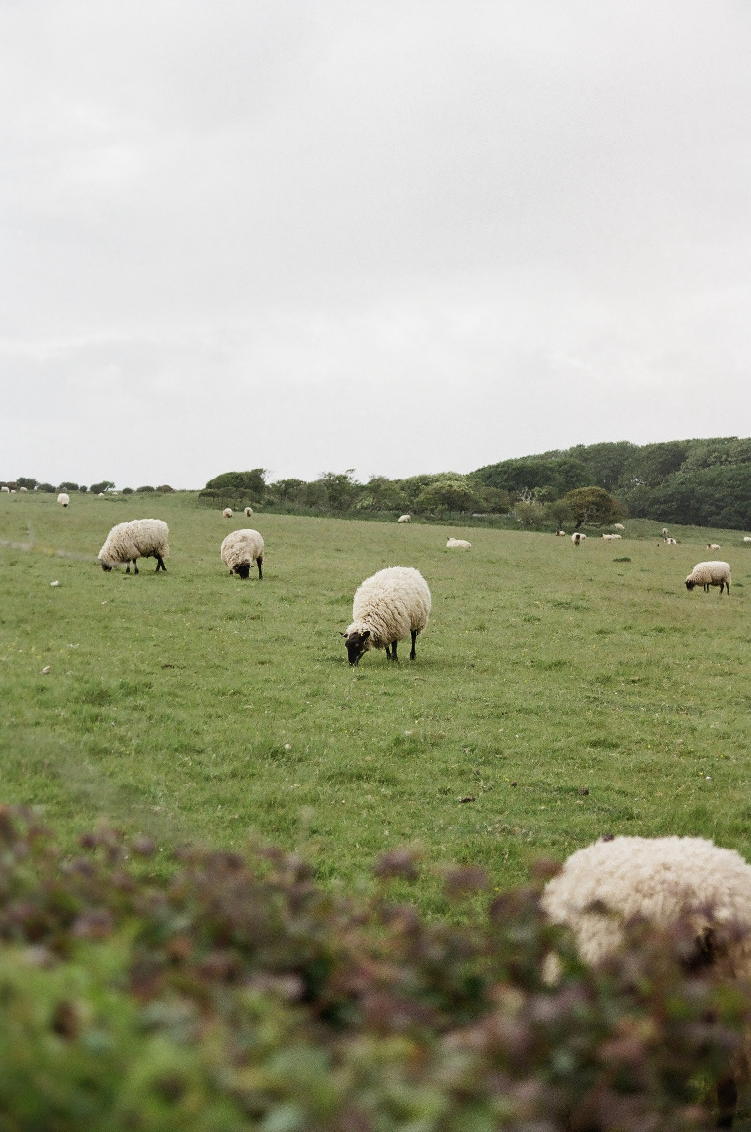 A grassy field with sheep grazing, nearby bushes, and distant trees under a cloudy sky.