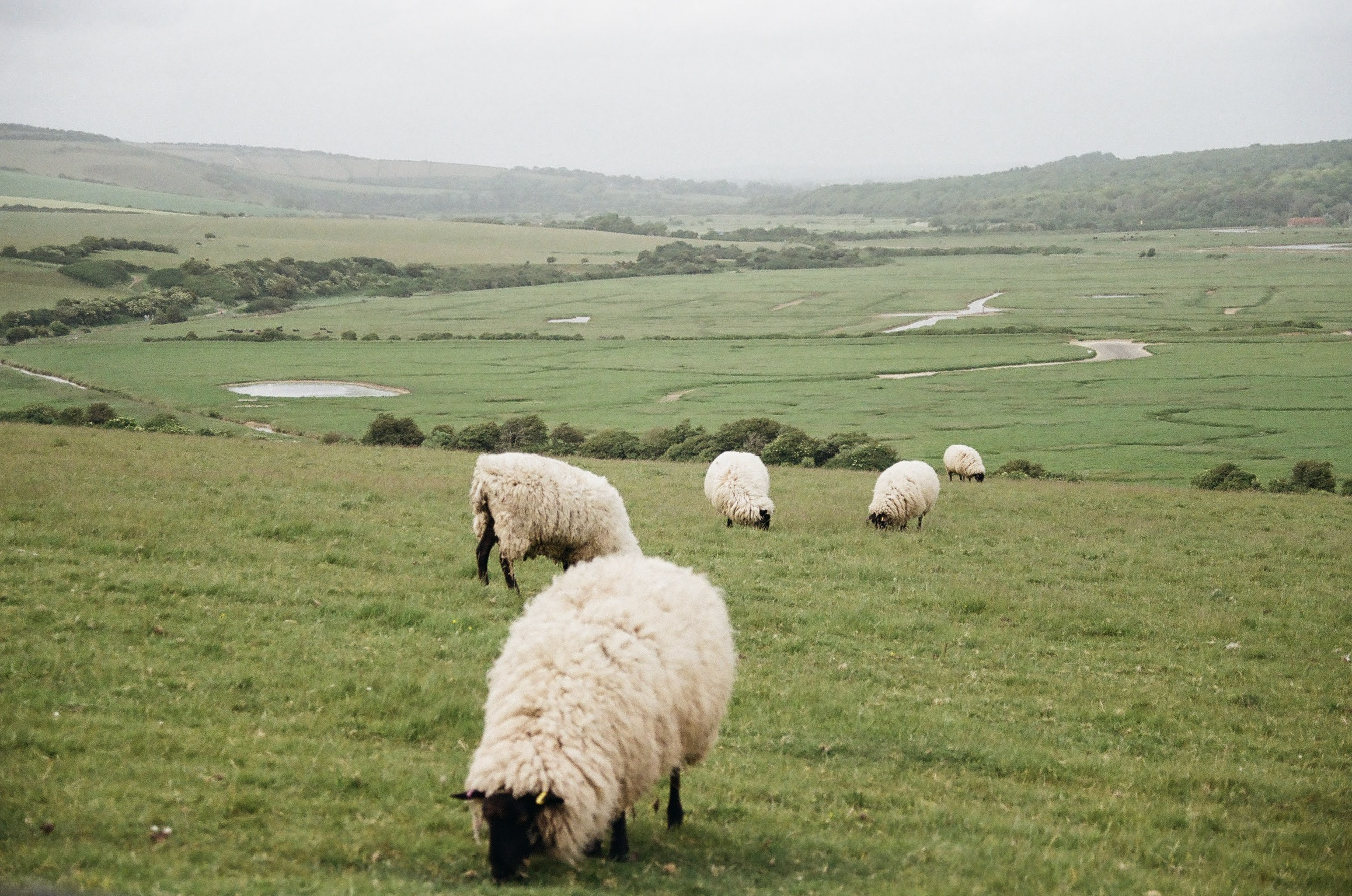 A pastoral landscape with rolling green hills, a flock of sheep grazing in the foreground, and fields with small ponds and winding streams in the distance under a cloudy sky.