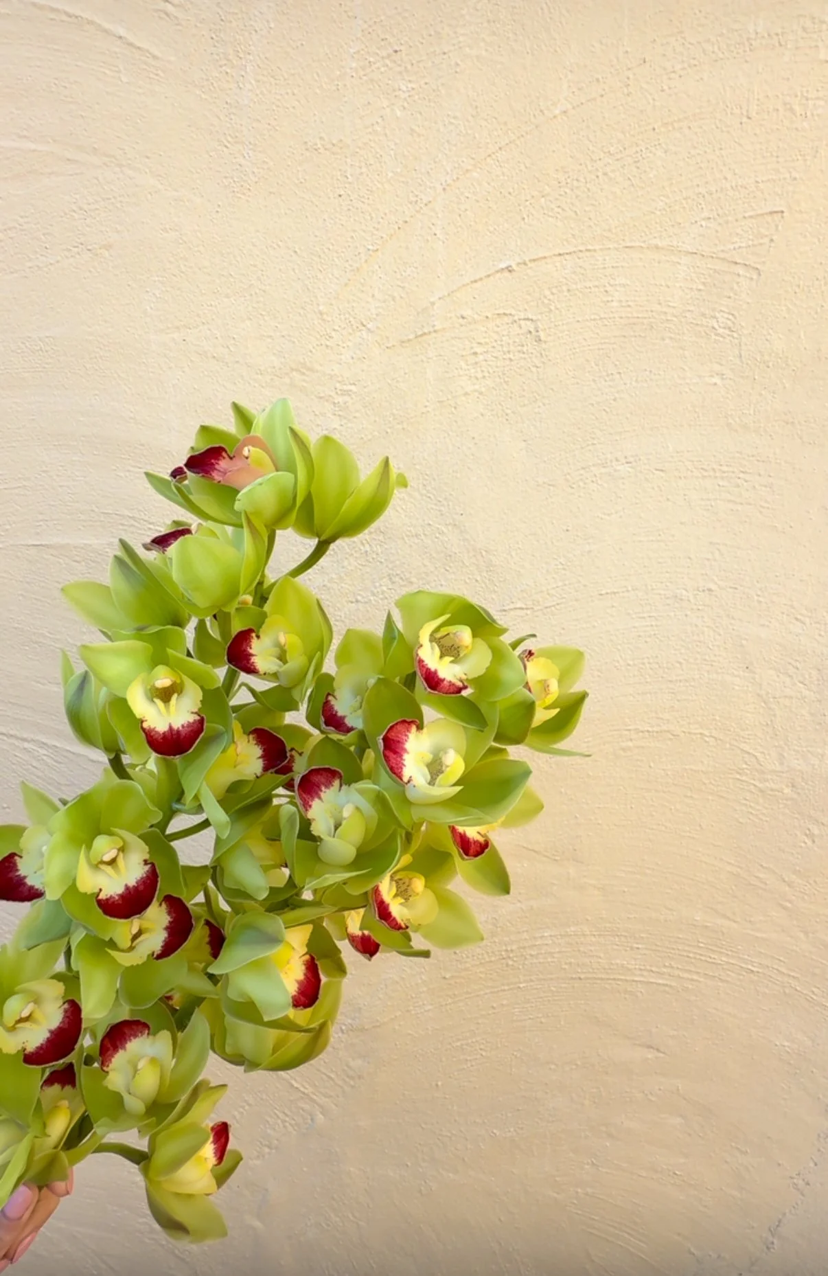 A bouquet of green and yellow orchids with red accents against a beige textured wall.