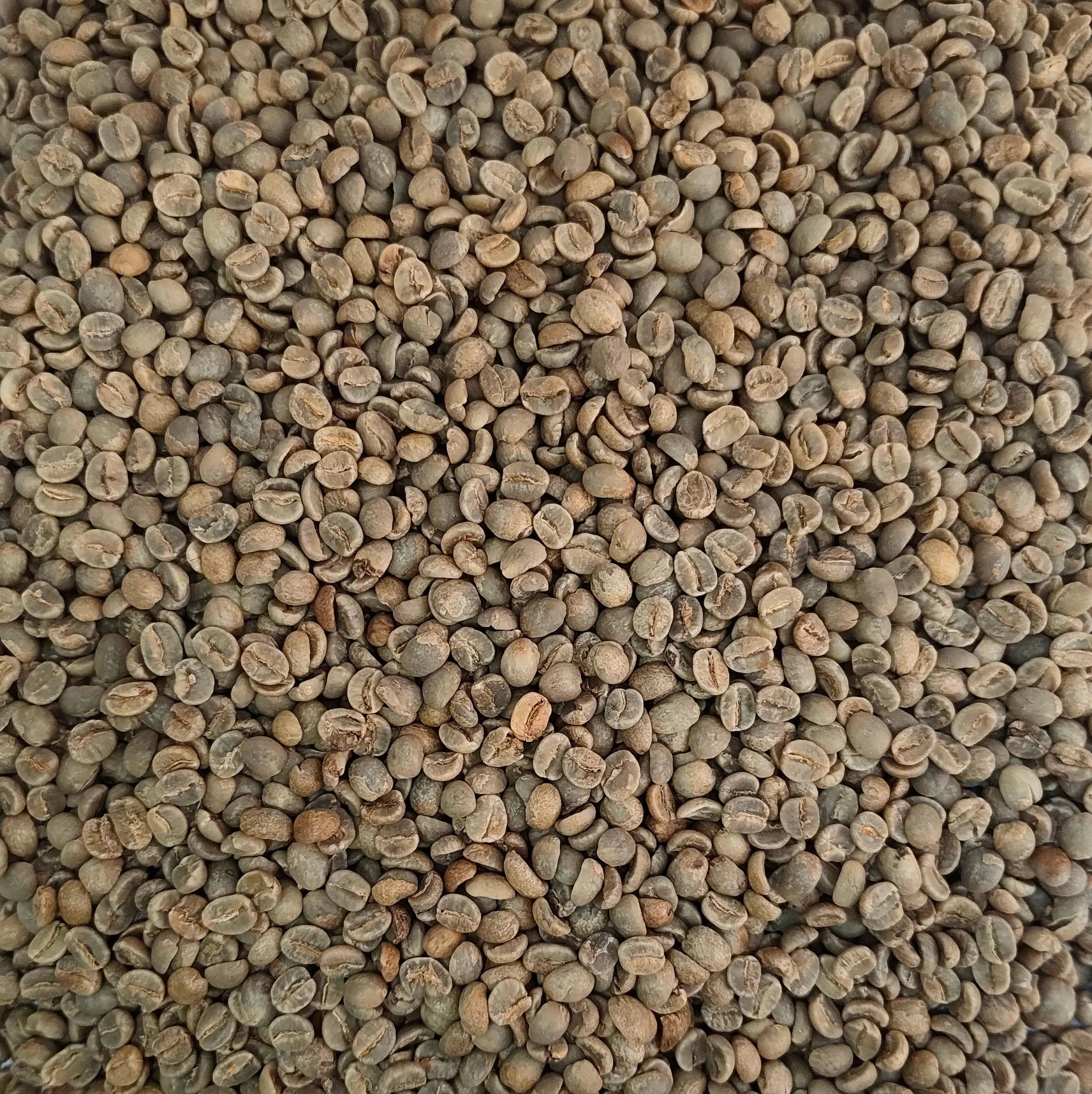 Tanzania AA green coffee beans, unroasted, washed process, screen size AA