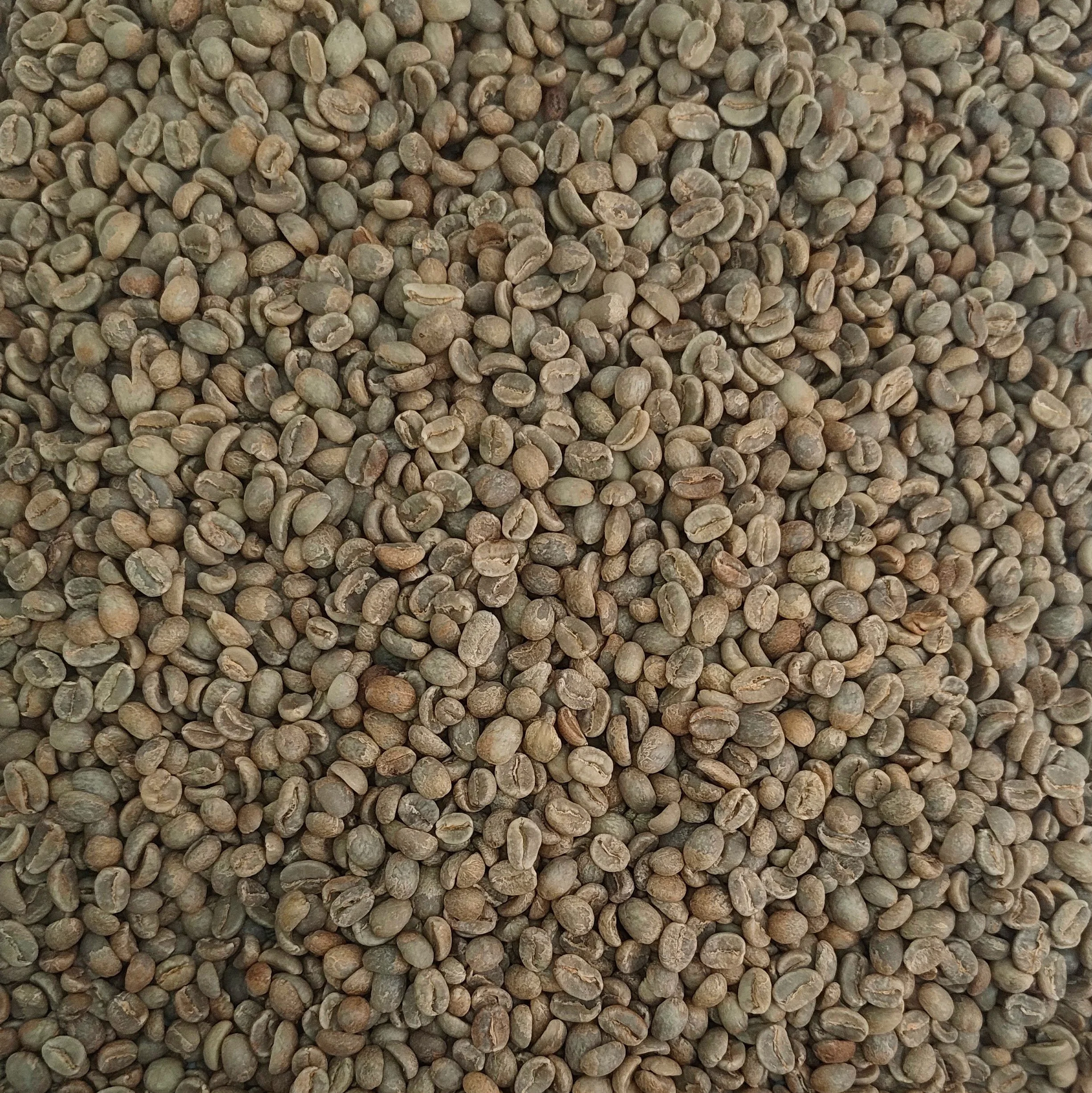 Peru Tocto Family microlot green coffee beans, unroasted, washed Bourbon
