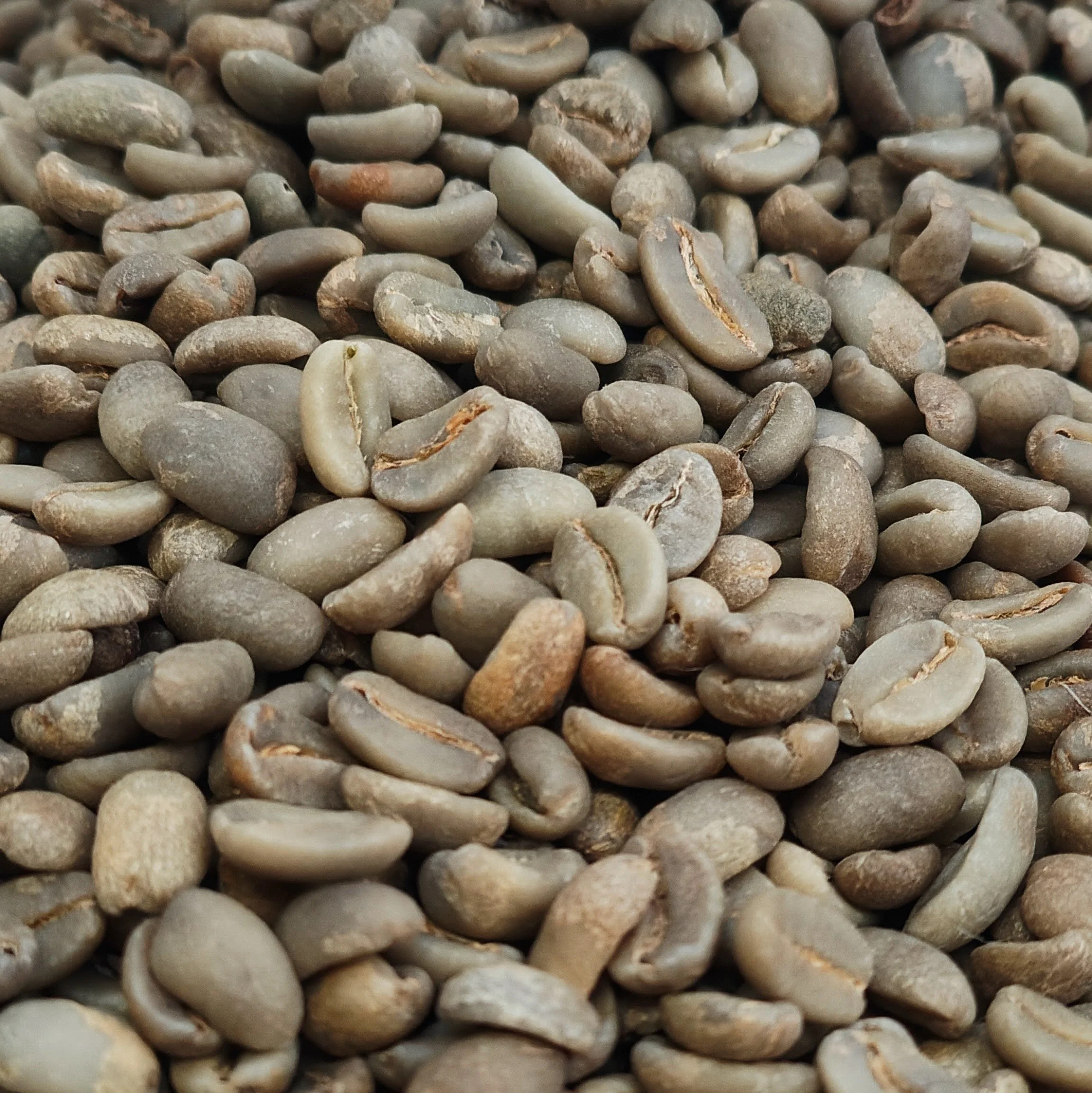 Close-up of unroasted Papua New Guinea green coffee beans from the Western Highlands