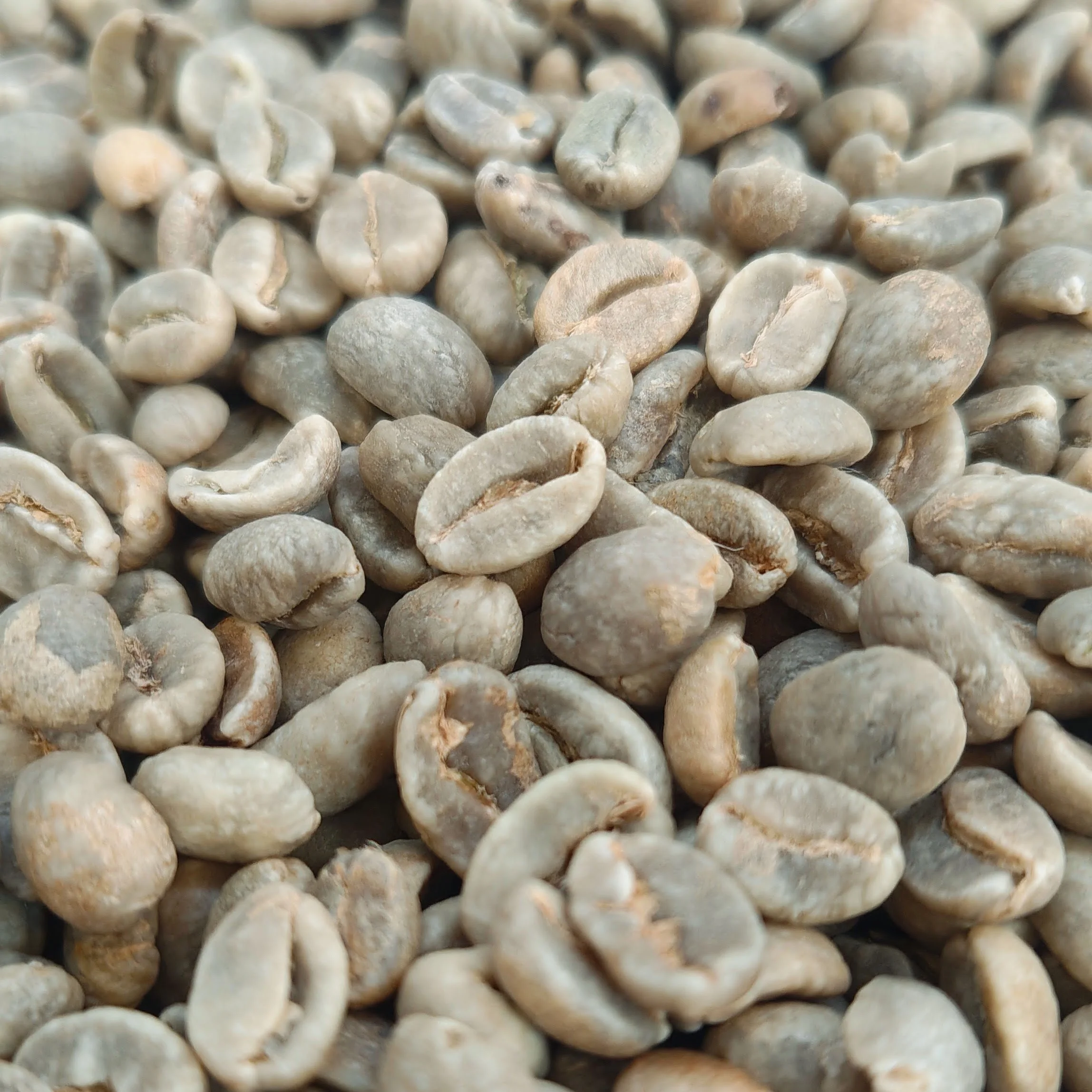 Close-up of unroasted Colombian Excelso green coffee beans showing bean size and colour