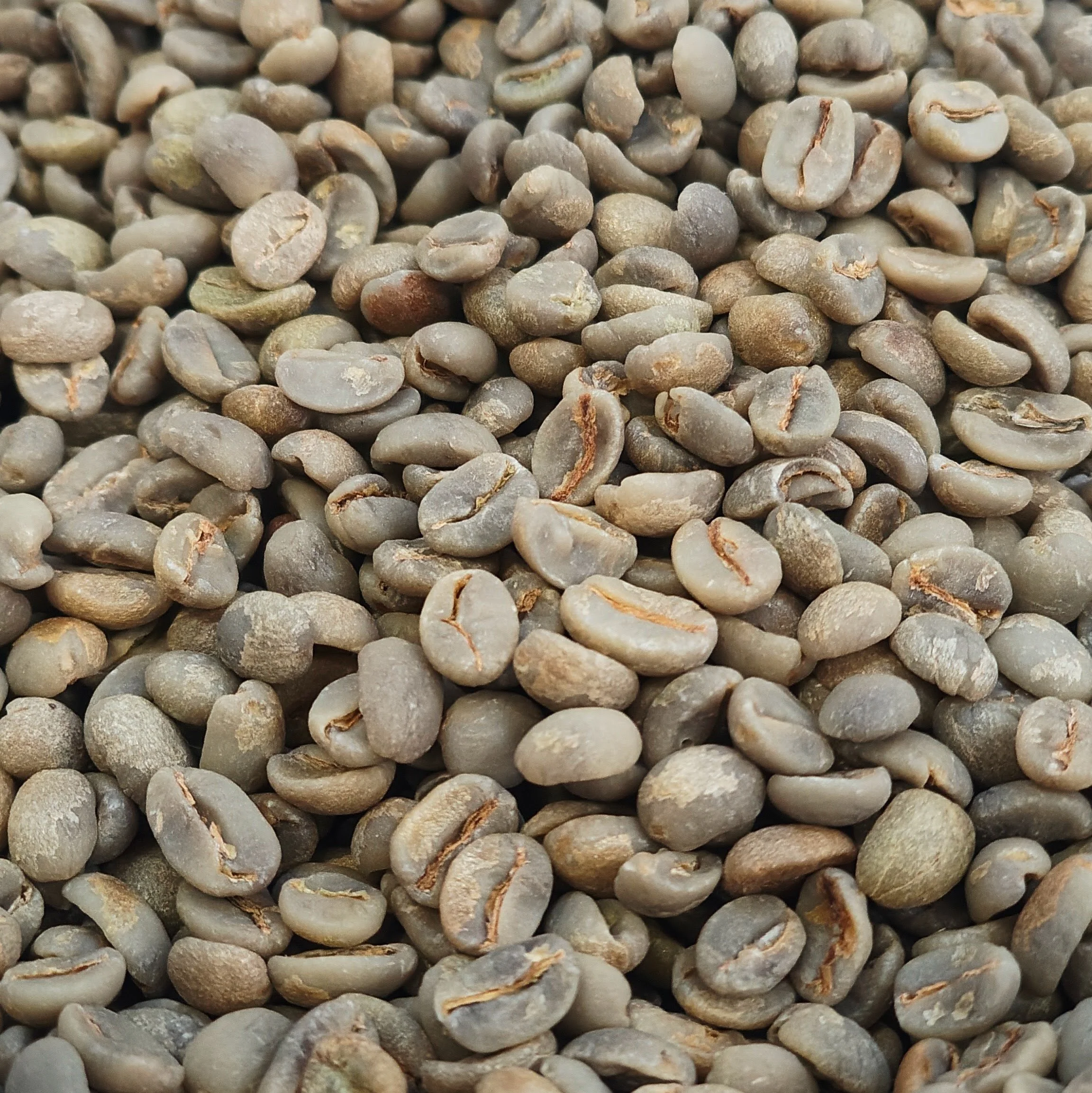 Close-up of unroasted natural process Brazilian green coffee beans from Capim Seco farm