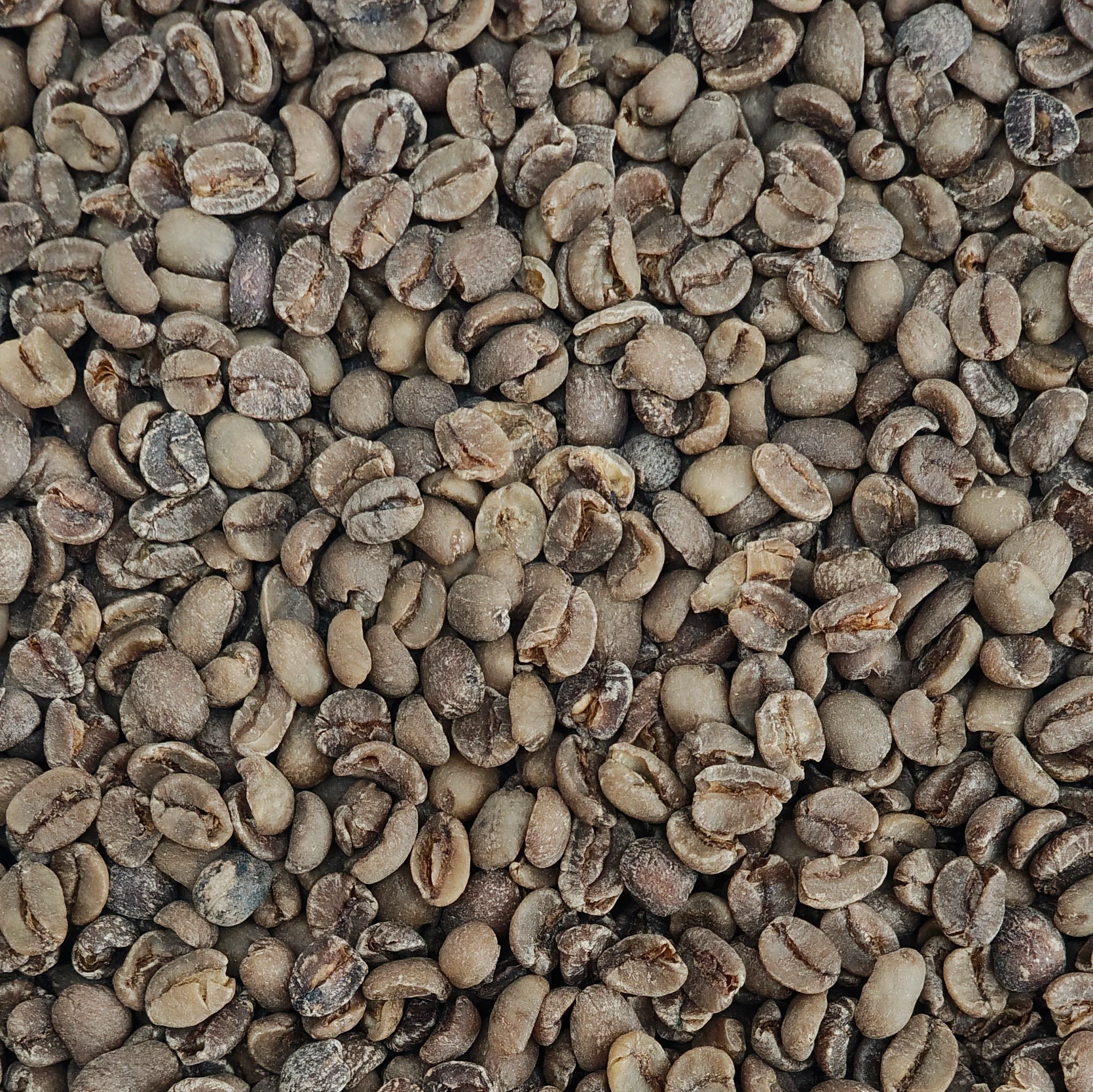 Close-up of unroasted Swiss Water decaf green coffee beans showing their darker colour