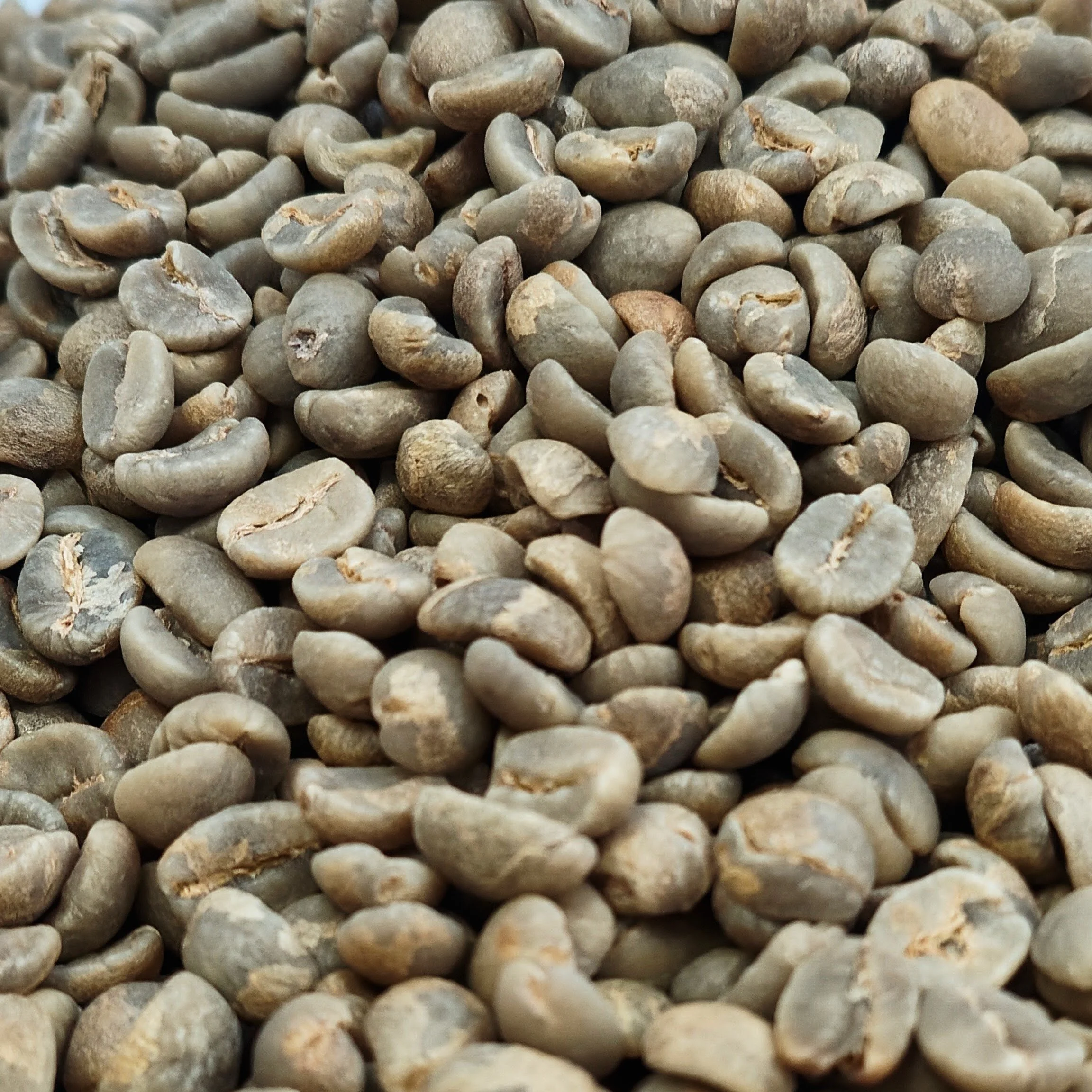 Close-up of unroasted Tanzania AA green coffee beans showing large uniform screen size